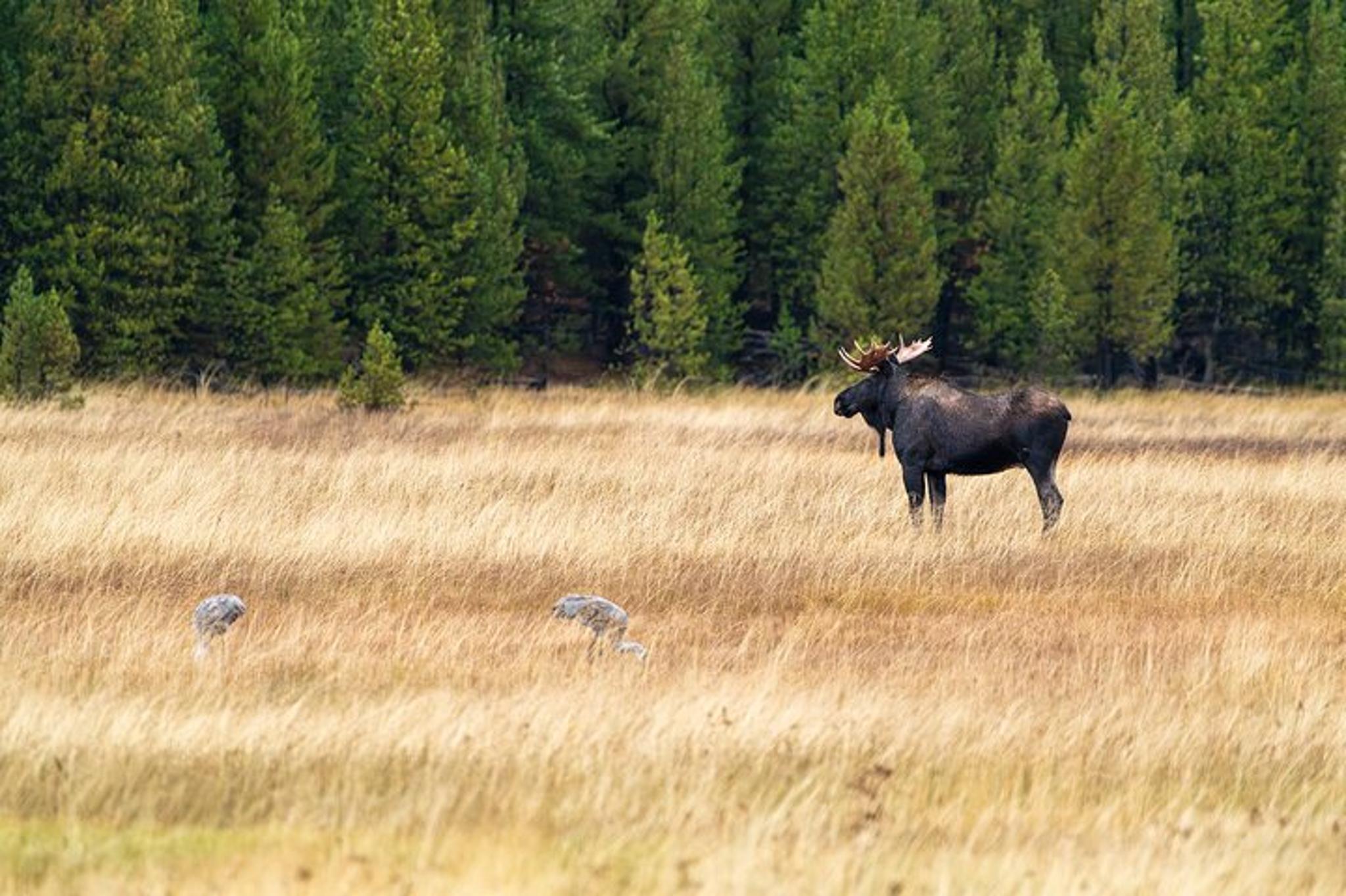 Yellowstone Wildlife Photography Tour - Image 6
