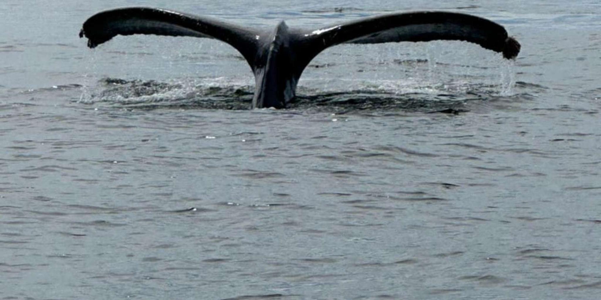 Sitka Wildlife Boat Tour - Image 3