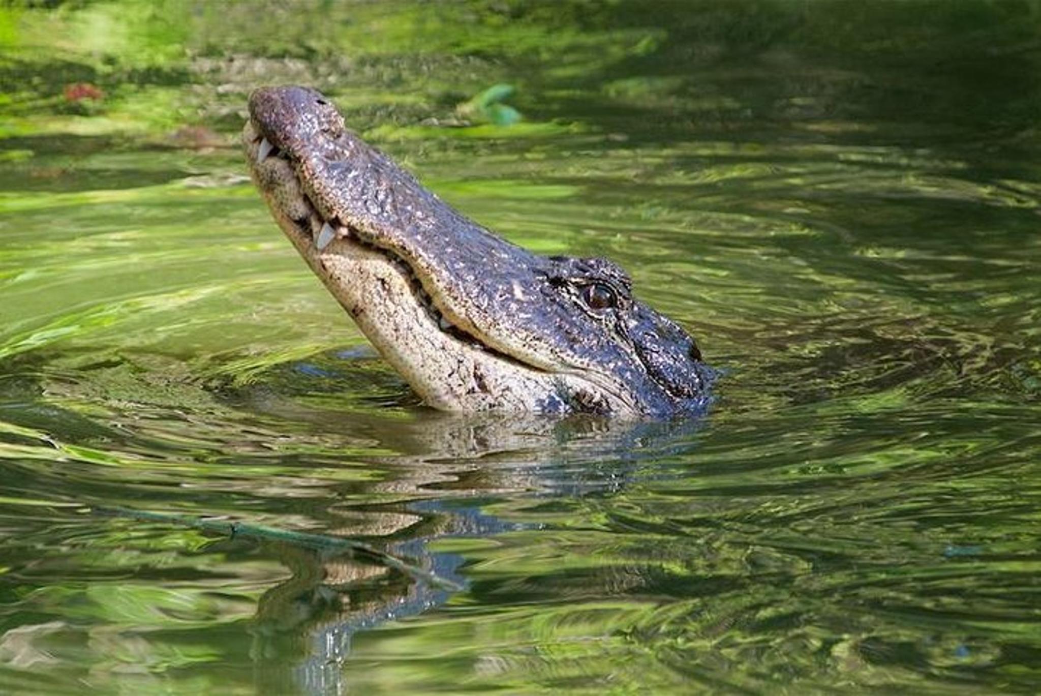Fort Myers Everglades Nature and Airboat Tour - Image 5
