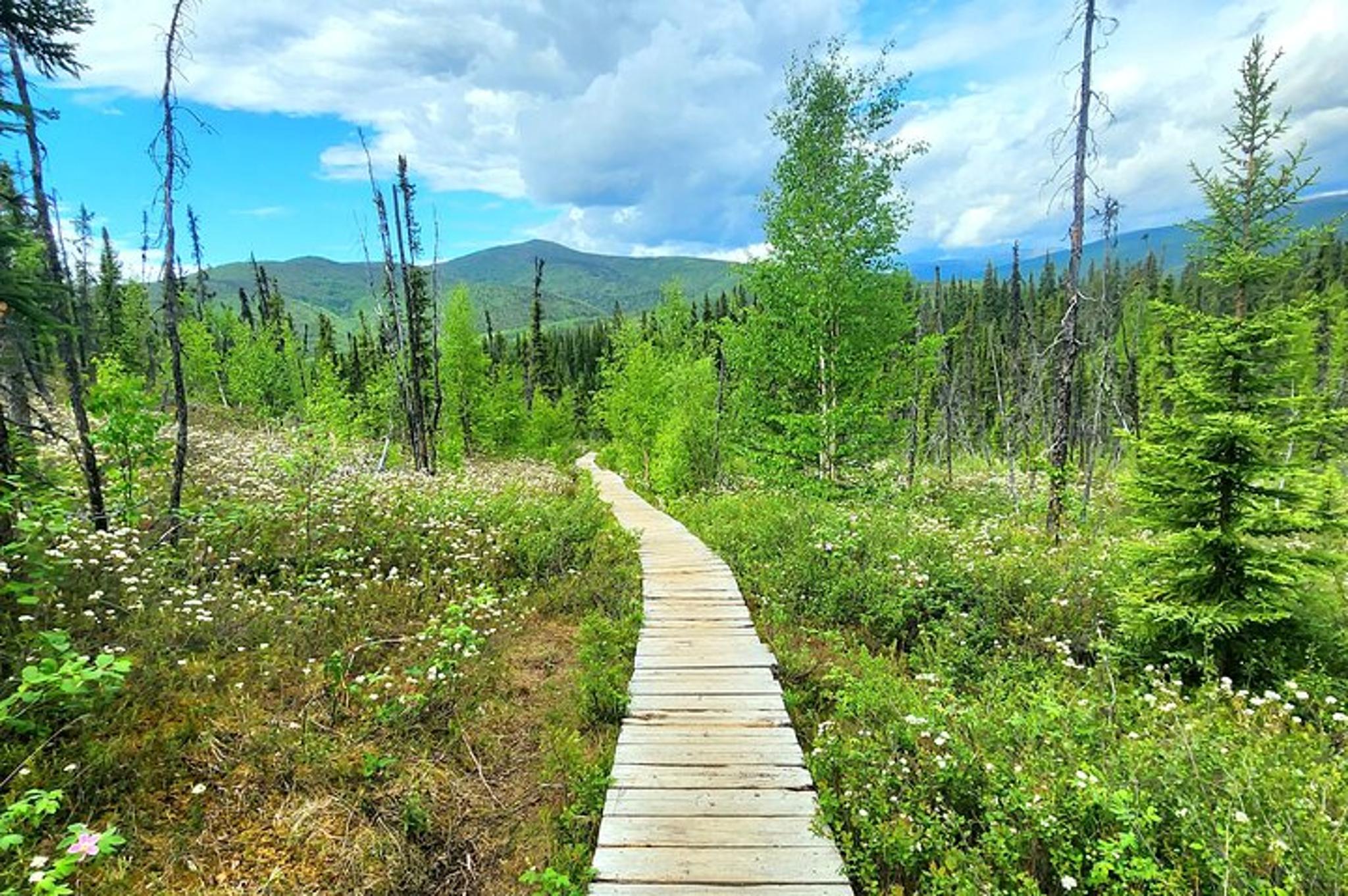 Fairbanks Angel Rocks Hike and Chena Hot Springs Tour - Image 5