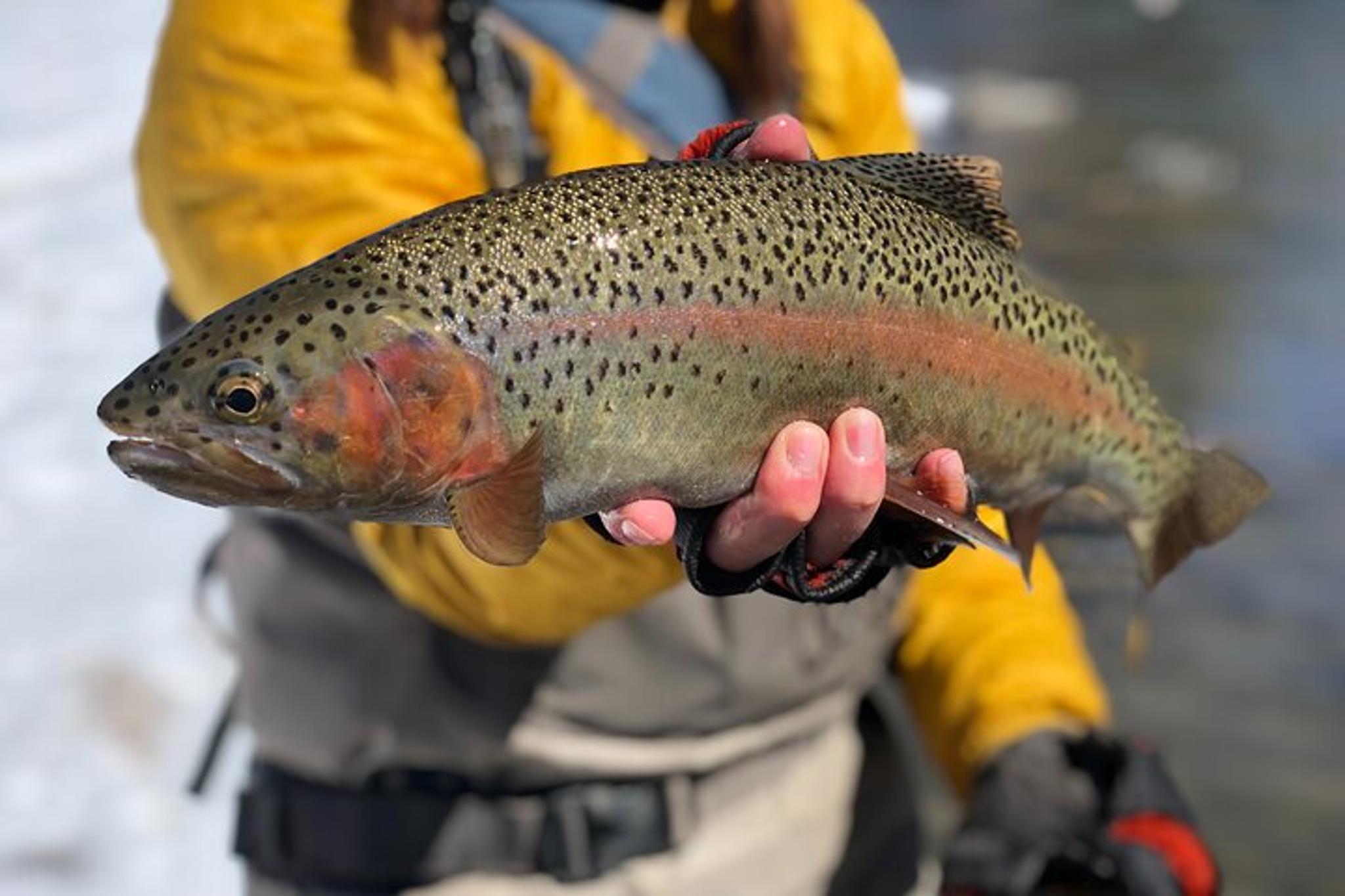 Eagle River Fly Fishing Trip - Image 4