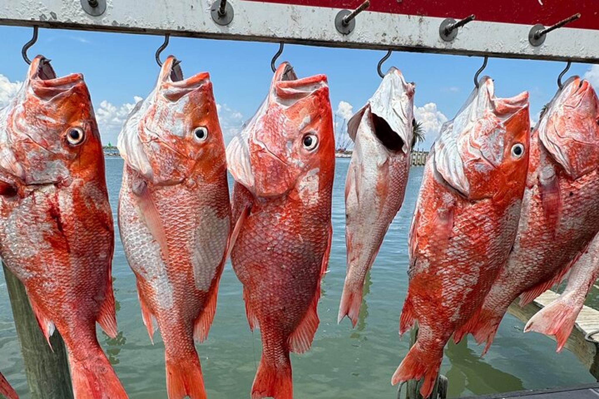 Port Aransas Snapper Fishing Adventure 8 hr - Image 3