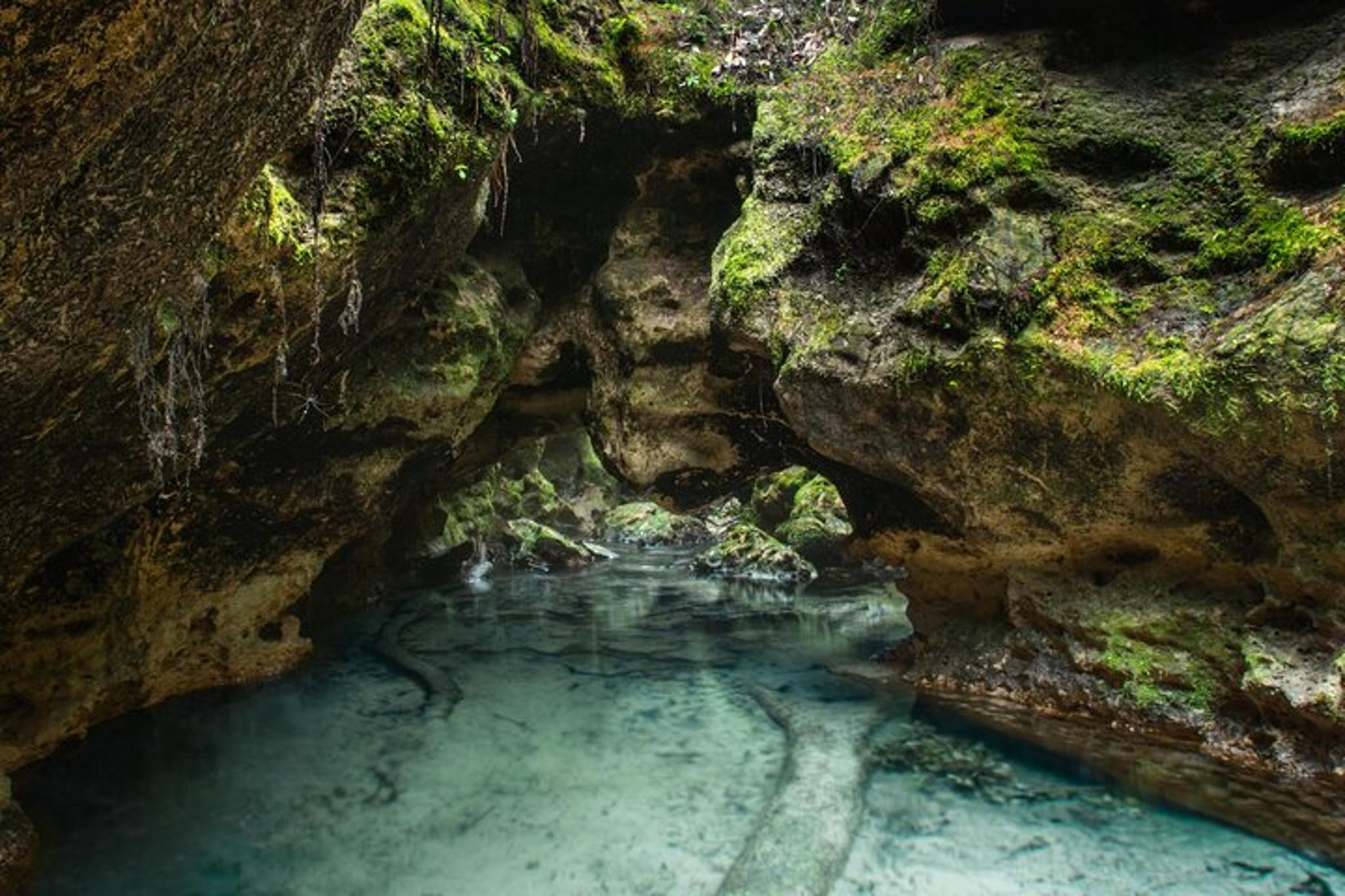 Florida Springs Snorkeling Expedition - Image 4