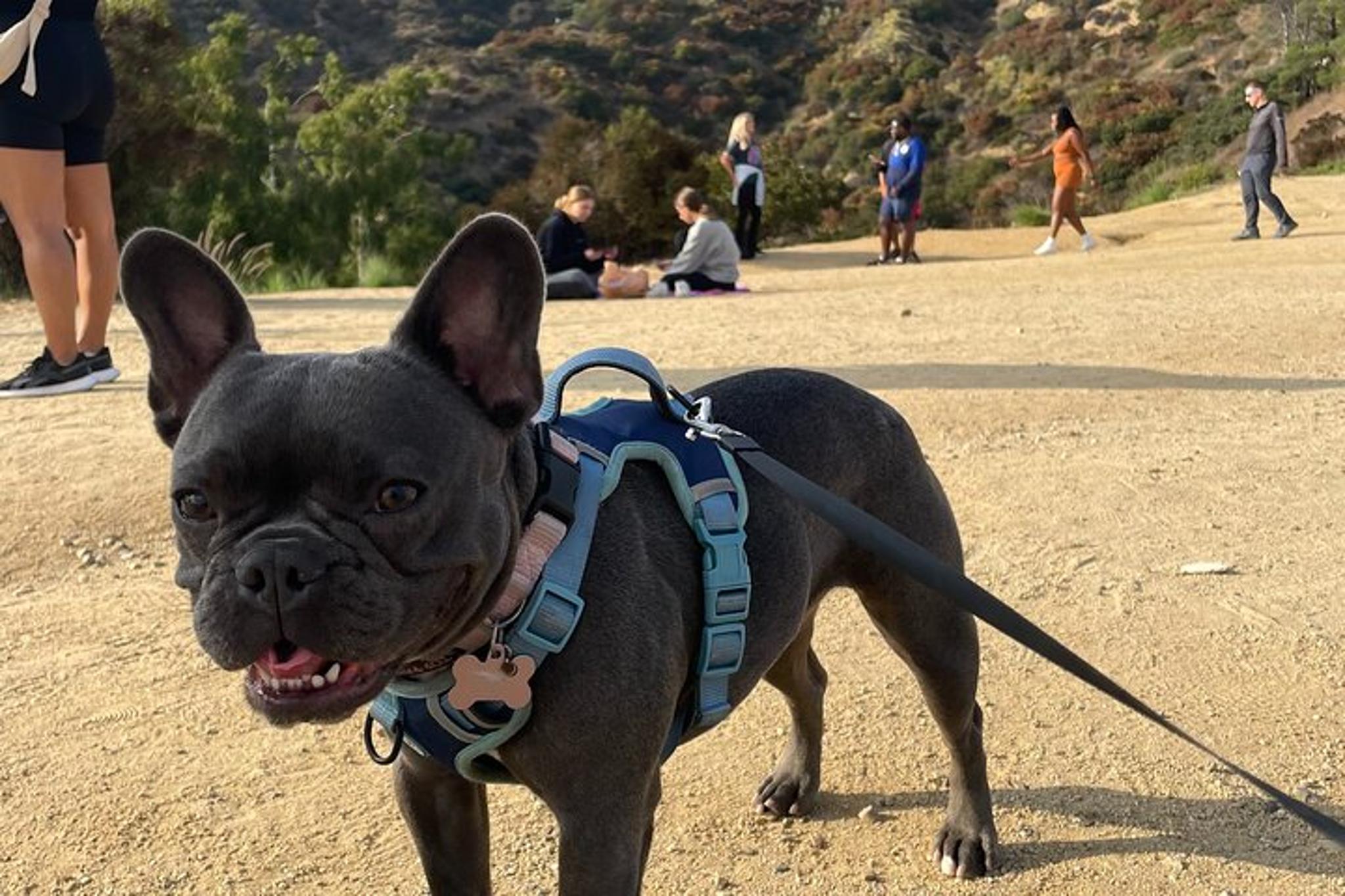 Hollywood Sign Express Tour with Comedians and Dogs - Image 3