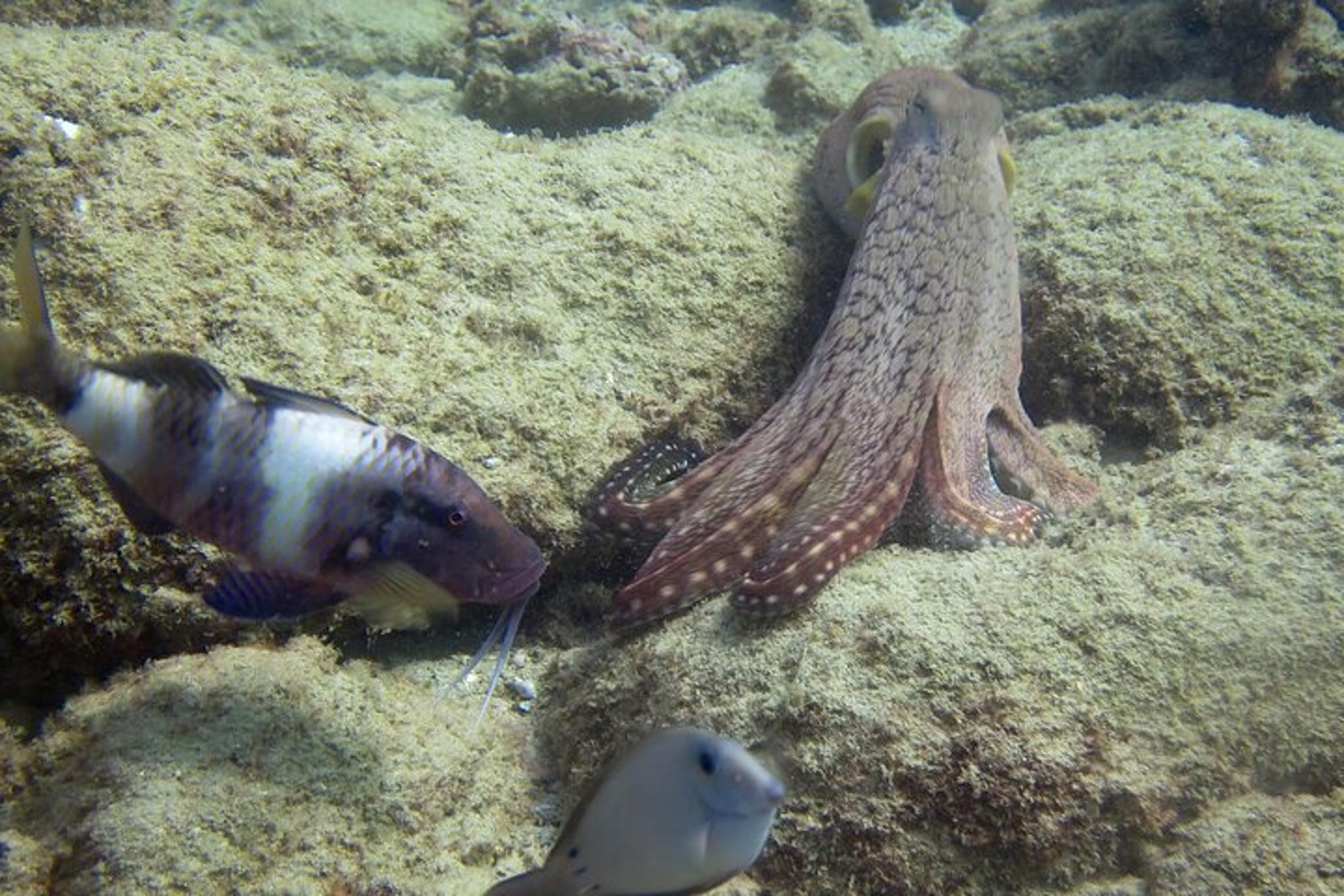 Kaua'i Scuba Dive Boat Tour - Image 2