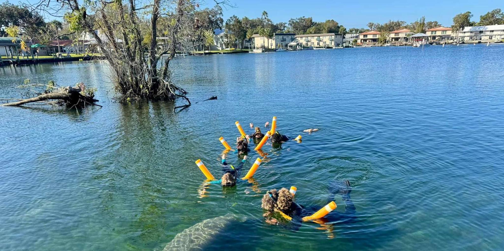 Crystal River Manatee Snorkel Tour - Image 2