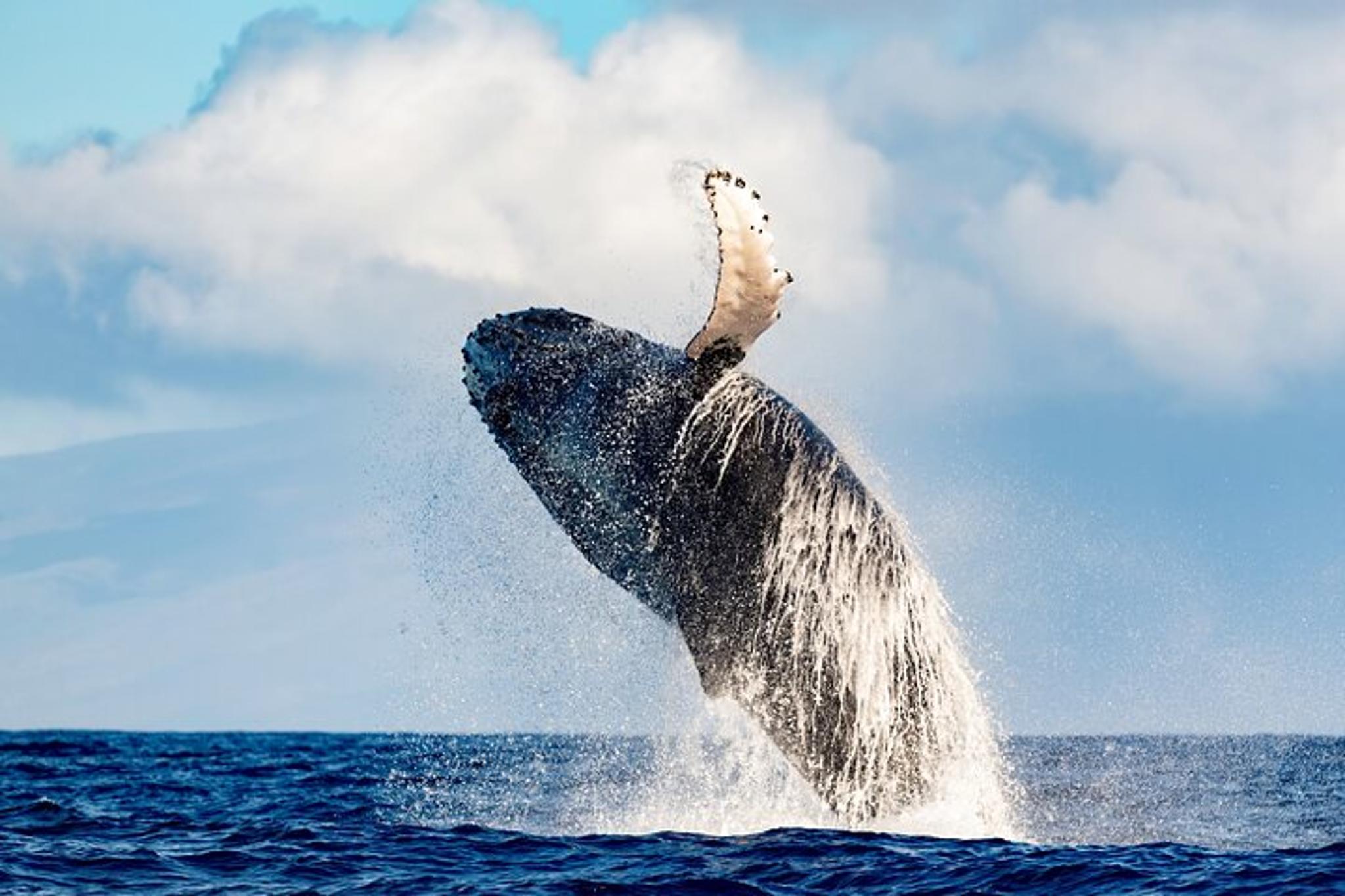 Honolulu Whale Watching Tour