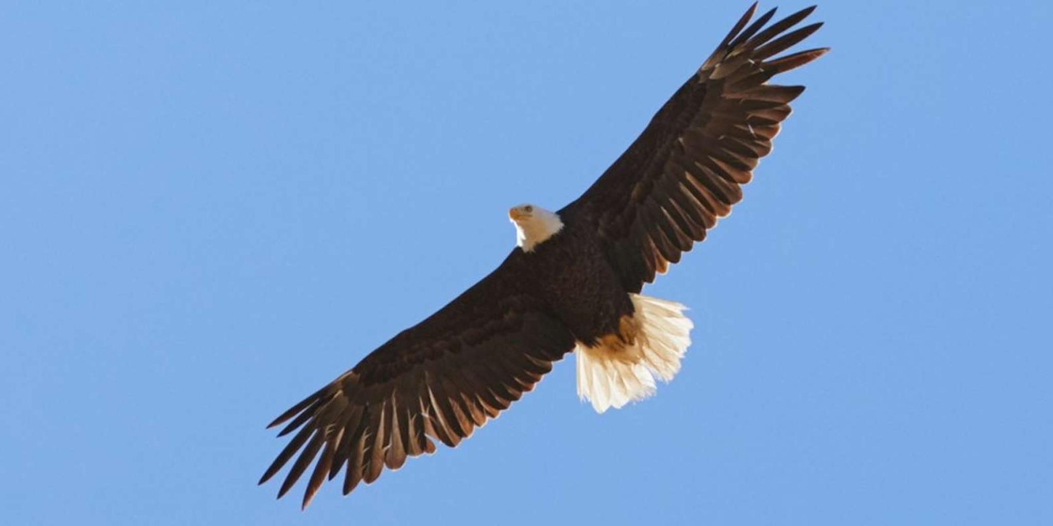 San Luis Obispo Eagle and Birdwatching Tour by Hummer 1.5 hr