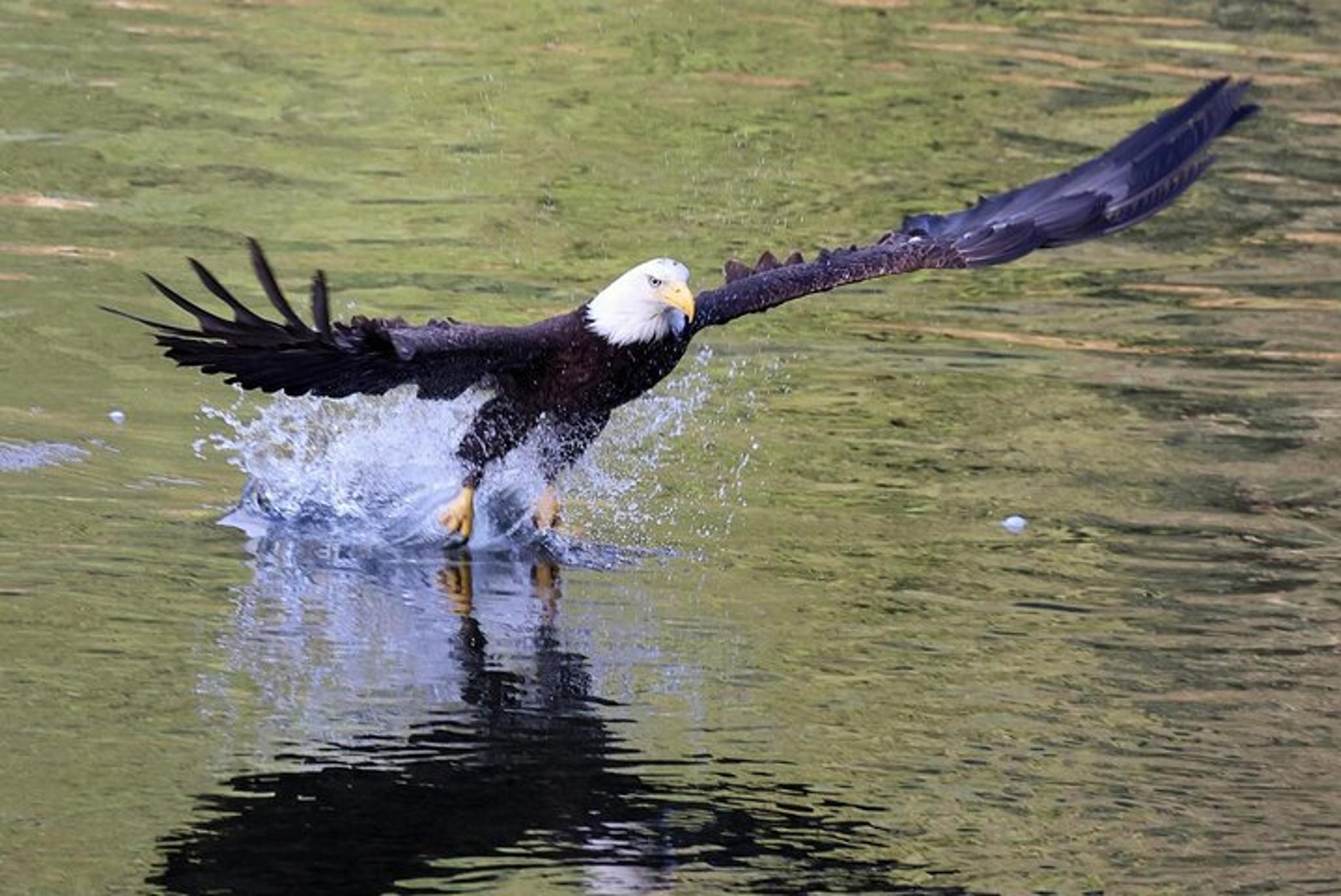 Ketchikan Native Cultural and Scenic Tour - Image 3