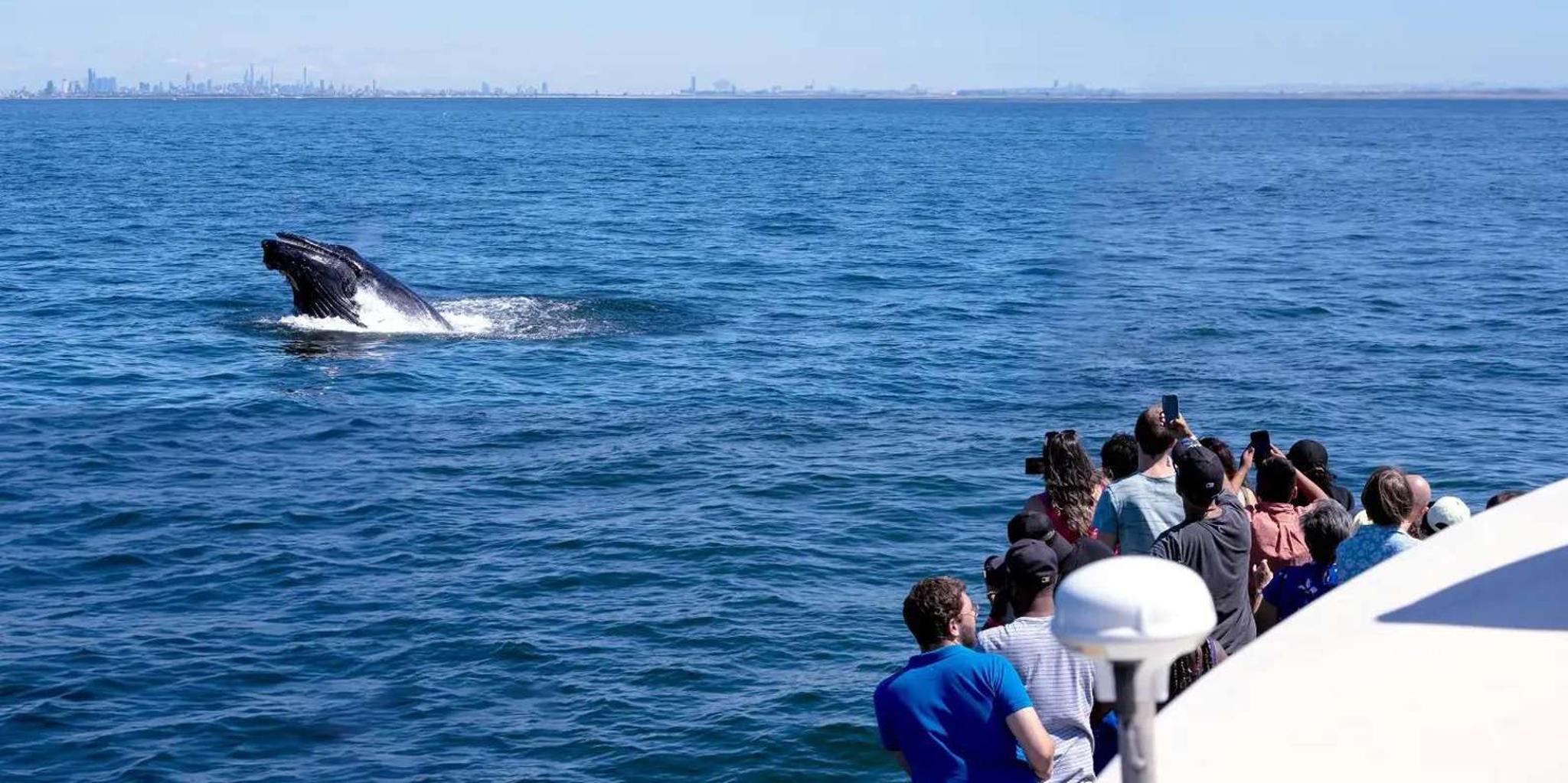 New York City Whale Watching Cruise - Image 3