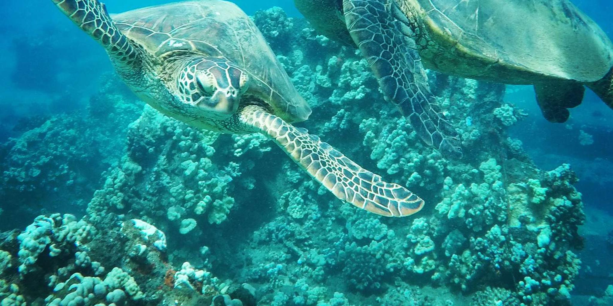 Ka'anapali Beach Snorkel and Turtle Spotting - Image 2