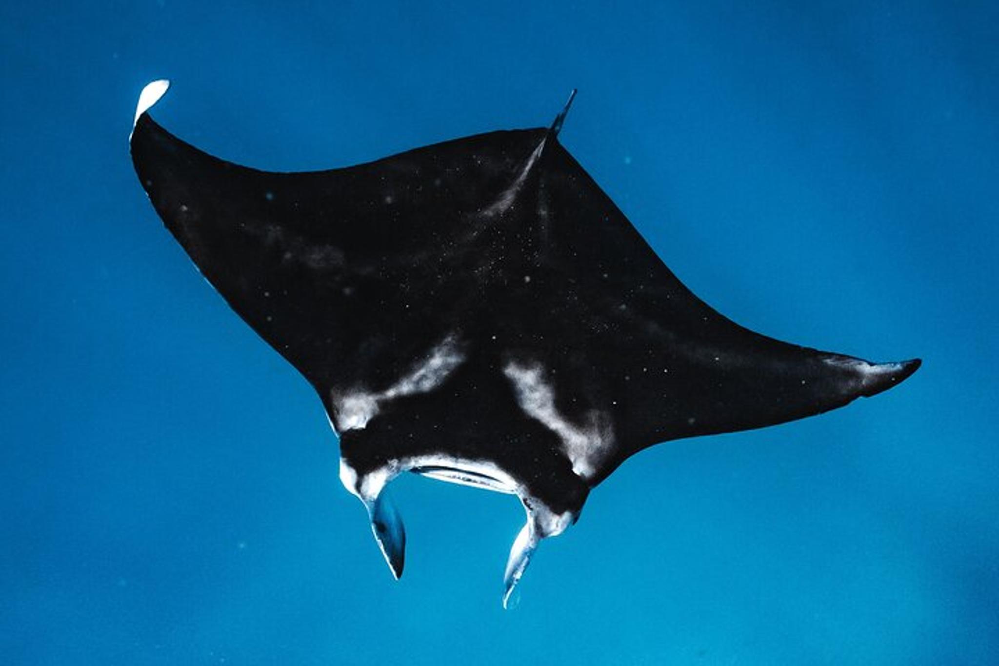 Waianae Dolphin Swim and Snorkeling Safari - Image 4