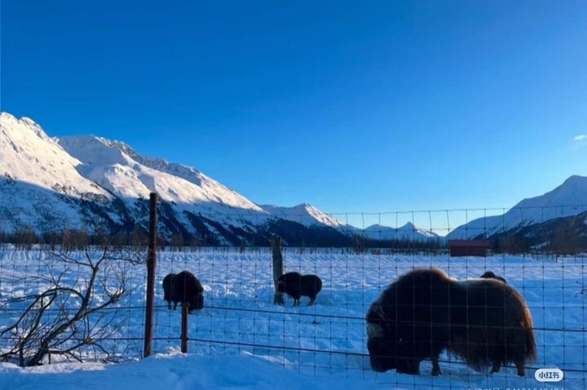 Whittier Guided Tour with Anchorage Drop-off - Image 5