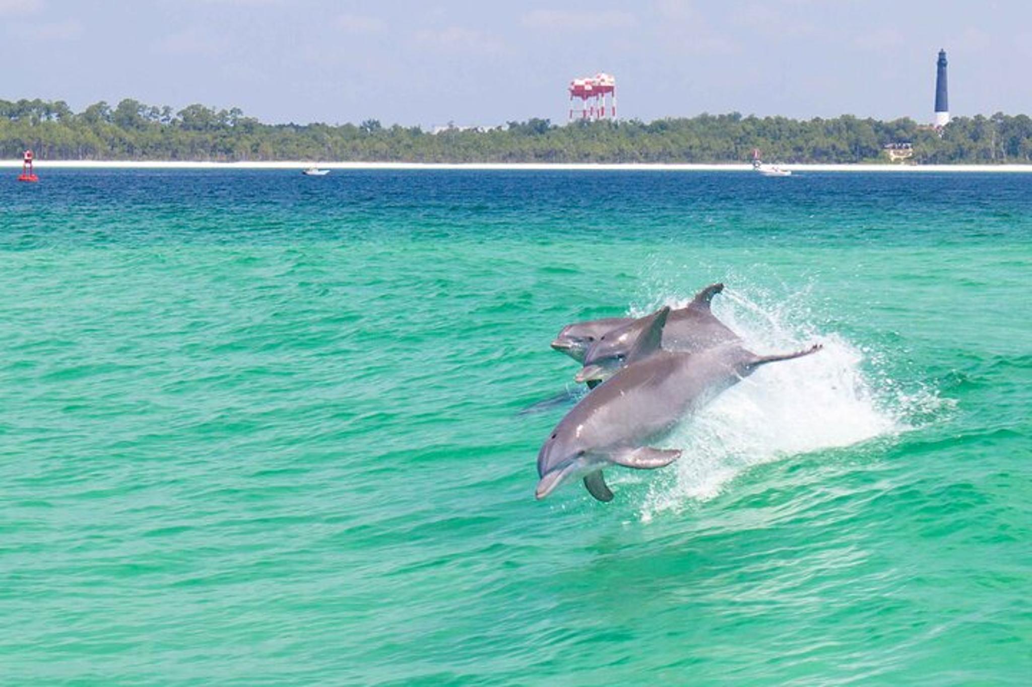 Pensacola Dolphin and Scenic Tour