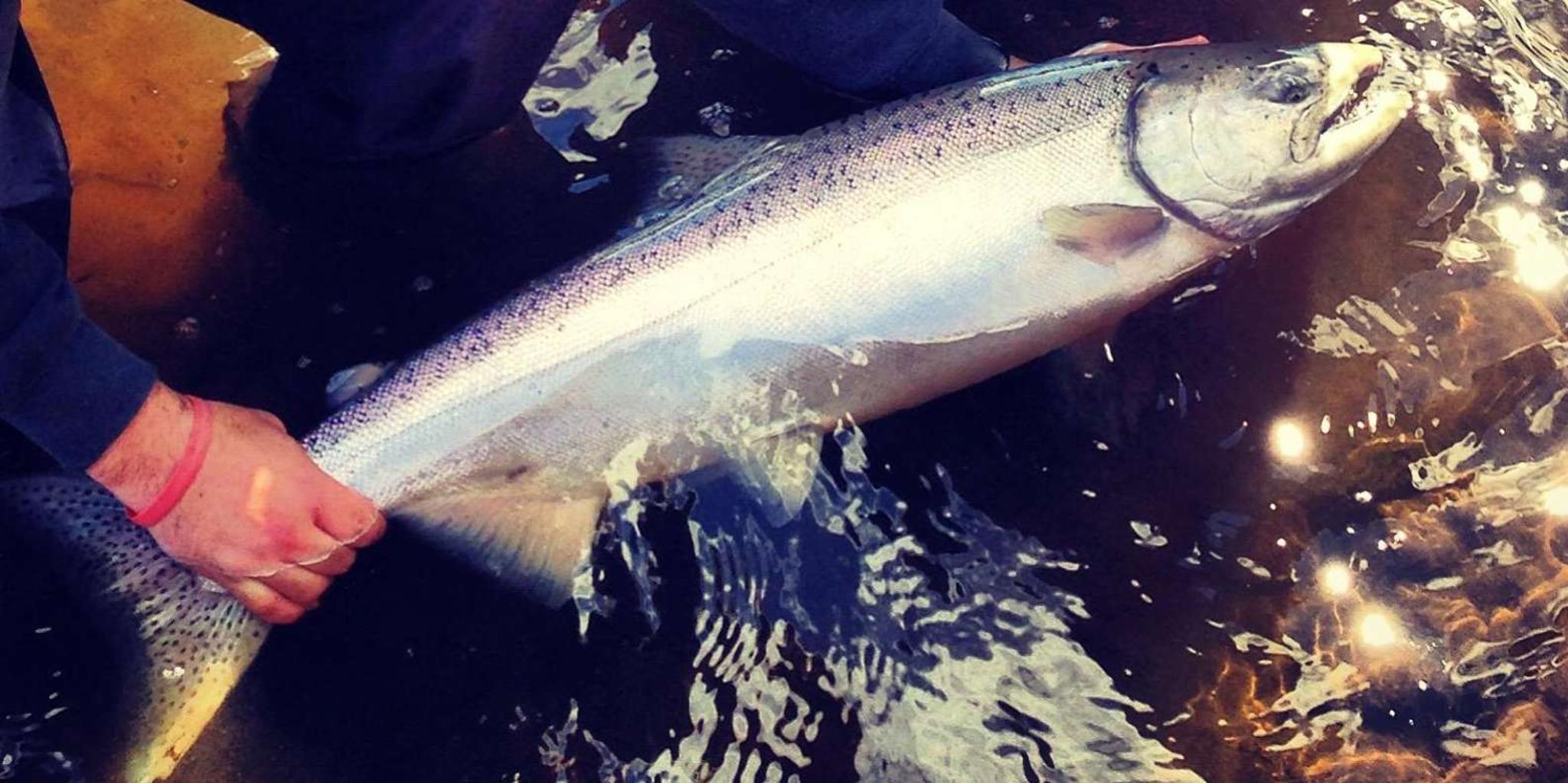 Soldotna Salmon Fishing Charter - Image 3