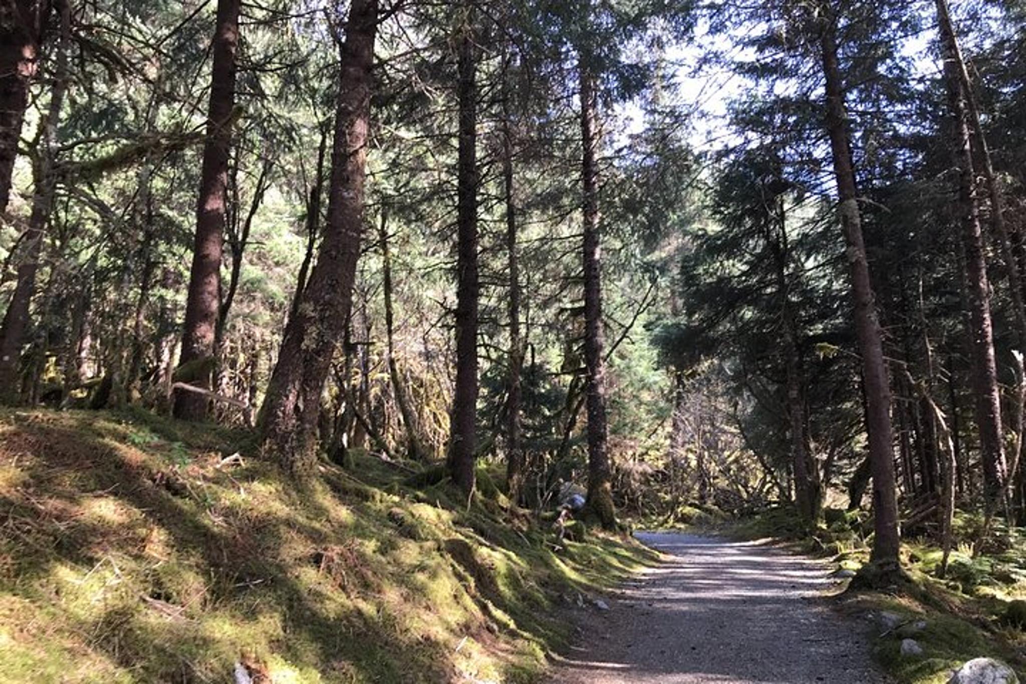 Juneau Rainforest & Waterfalls Trek - Image 4