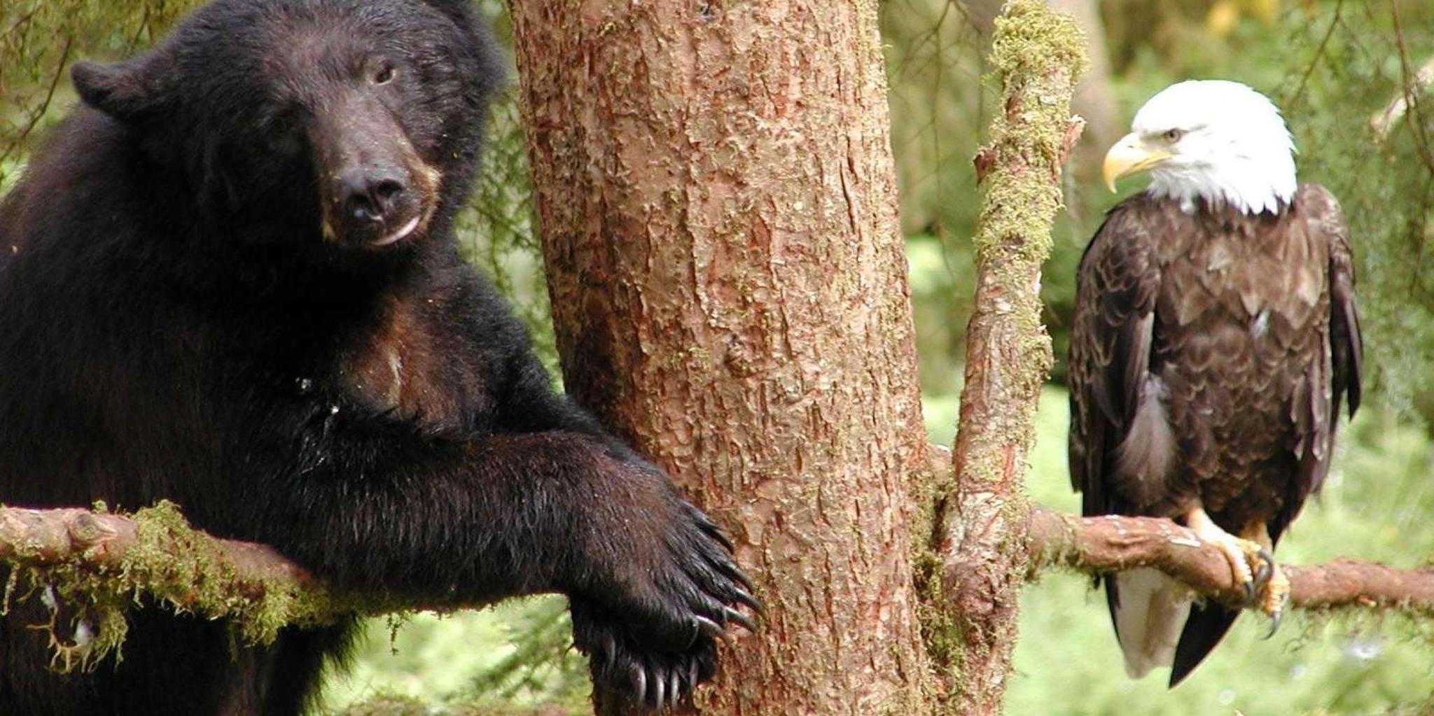 Ketchikan Private Customizable Tour in SUV 3 hr - Image 1