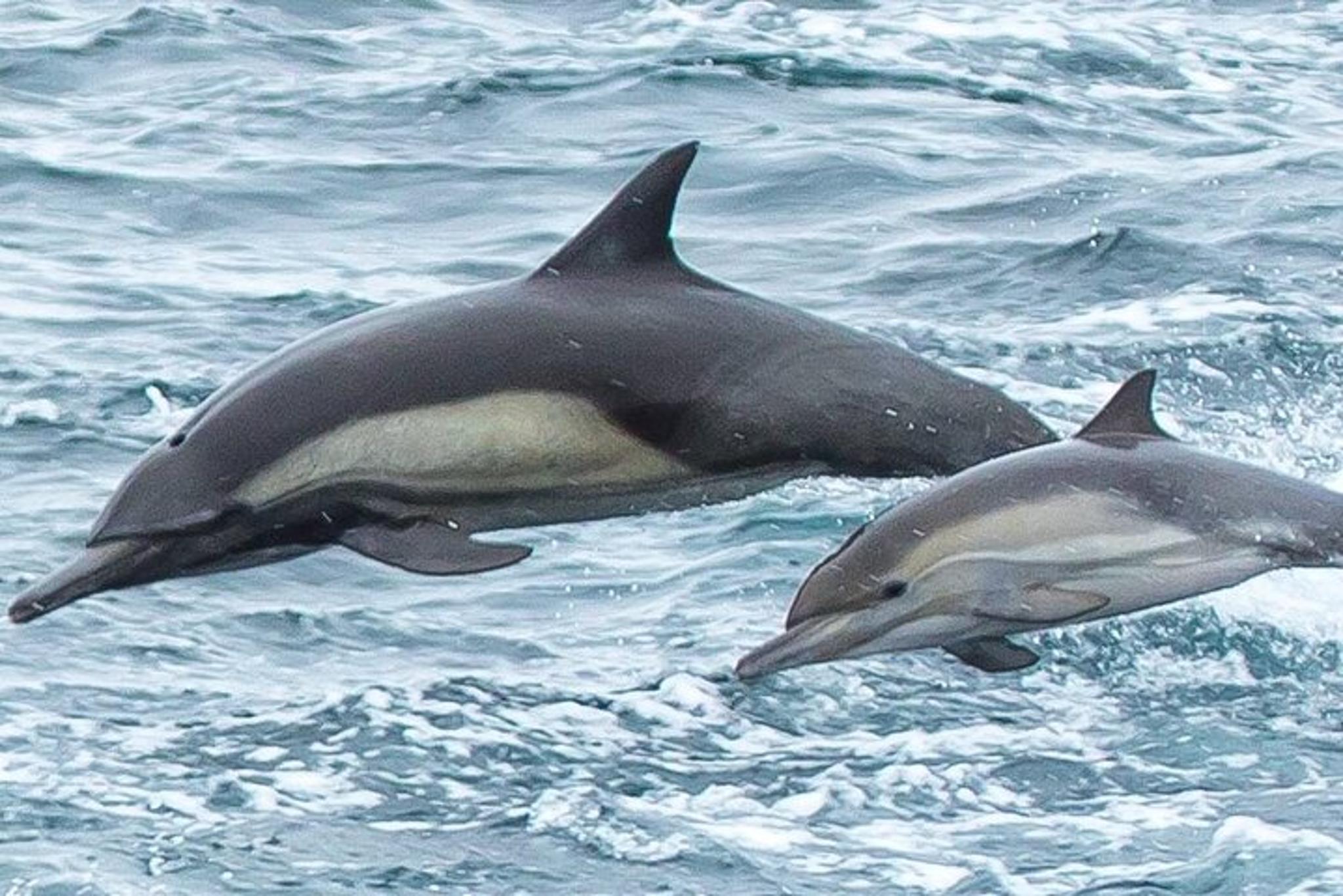 Monterey Whale Watching Tour 3 hr - Image 3