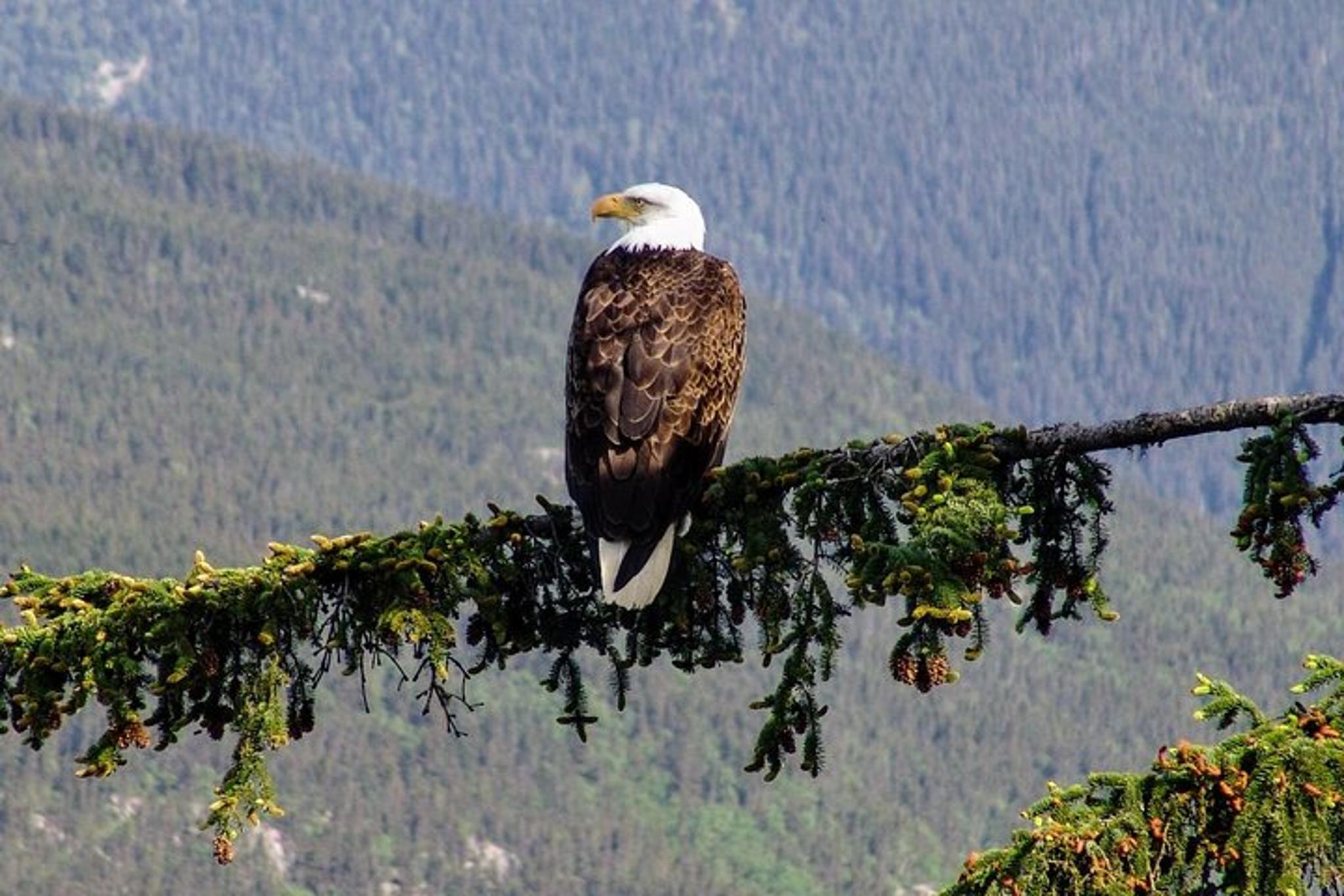 Skagway Scenic River Float Tour - Image 2