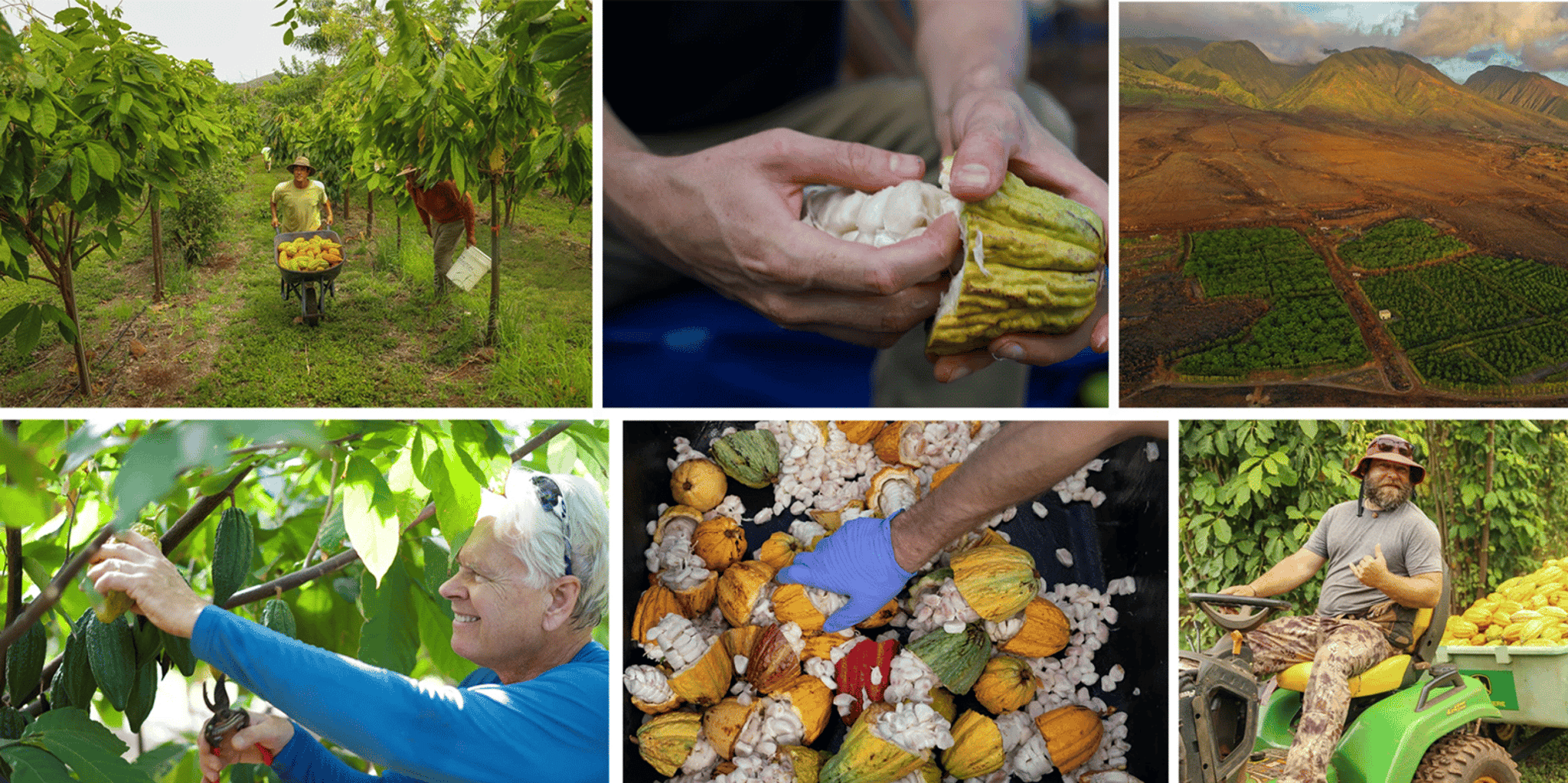 Lahaina Maui Ku'ia Estate Cacao Farm Tour & Tasting 1.5 hr