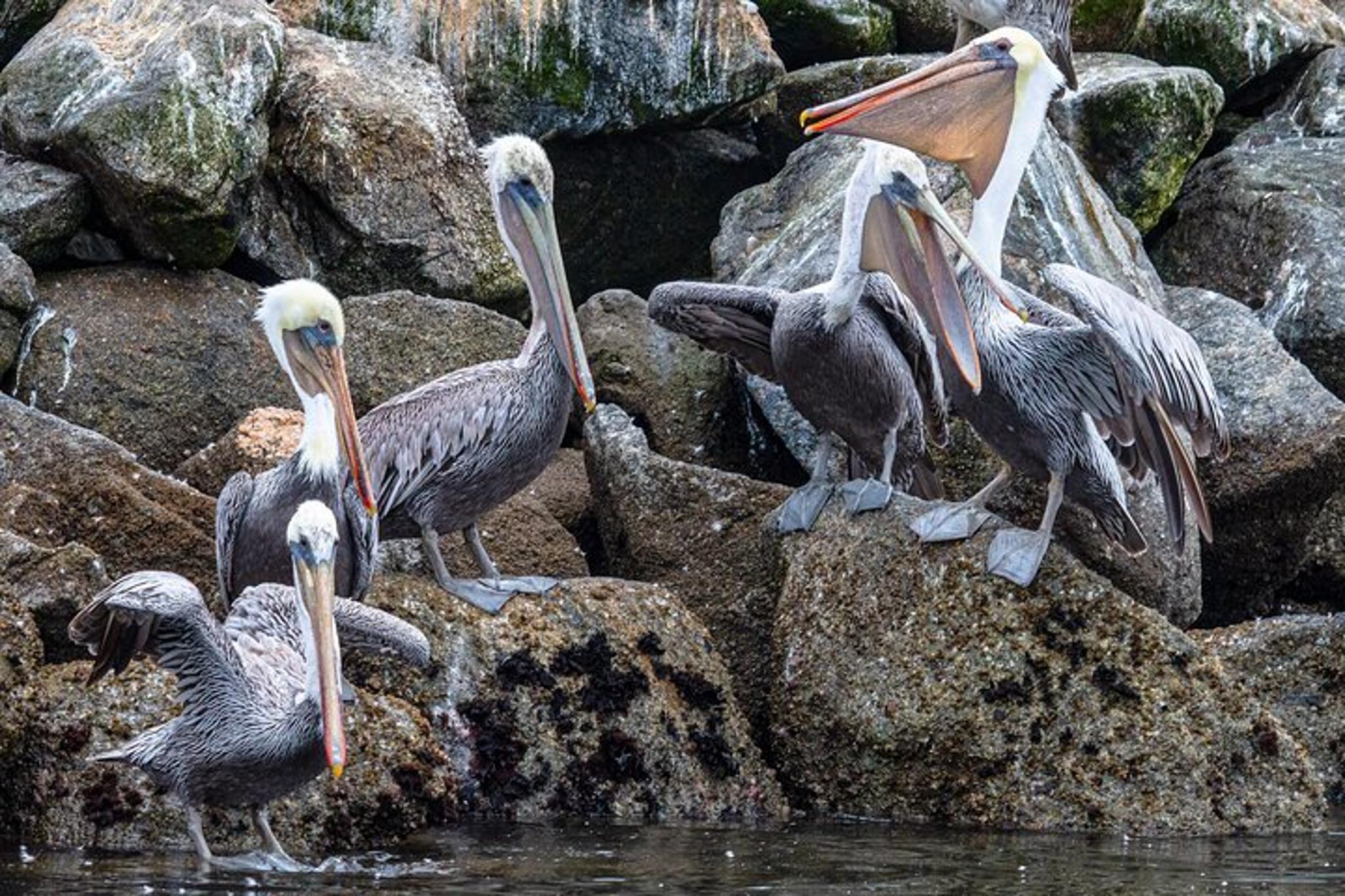 Monterey Bay Wildlife Safari Boat Tour - Image 6