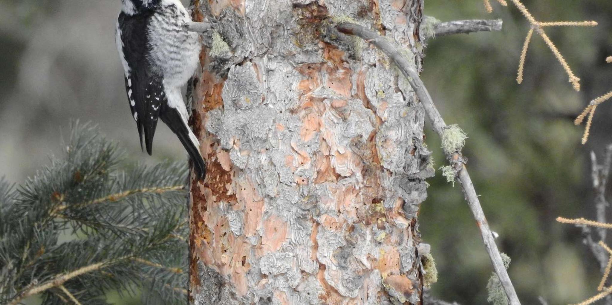 Estes Park Birds of Colorado Speaker Series - Image 6