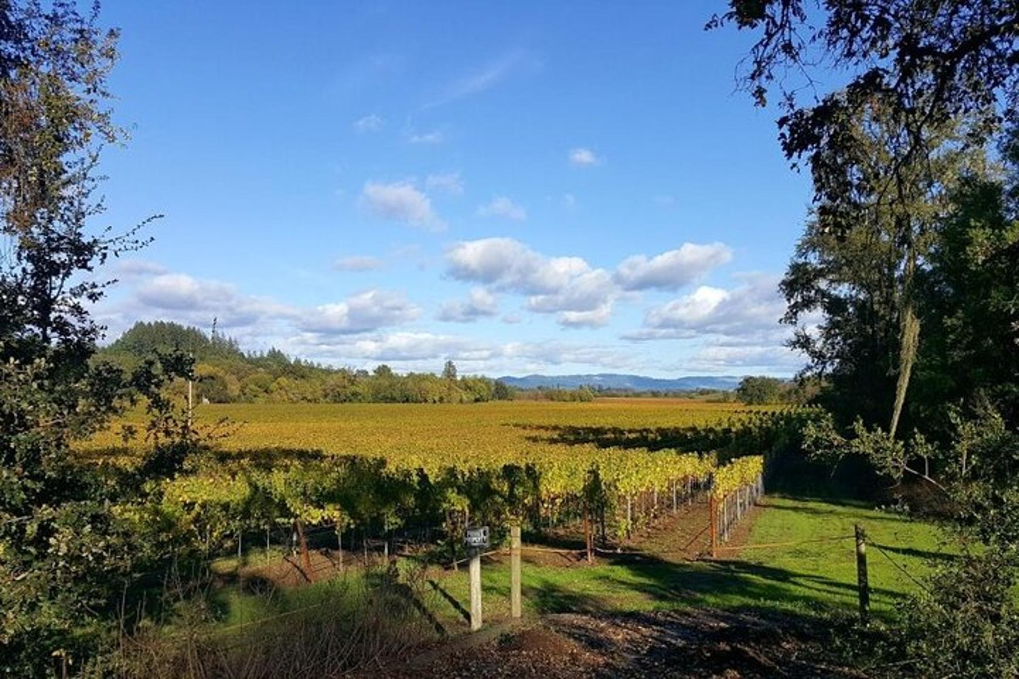 California Vineyards, Waves and Wine Tour - Image 6