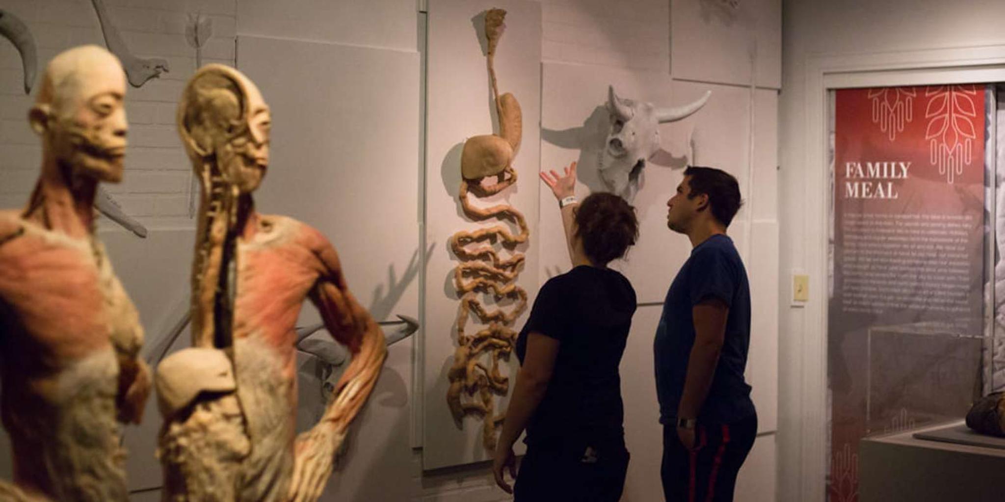 Las Vegas REAL BODIES Exhibit Entry Ticket - Image 6