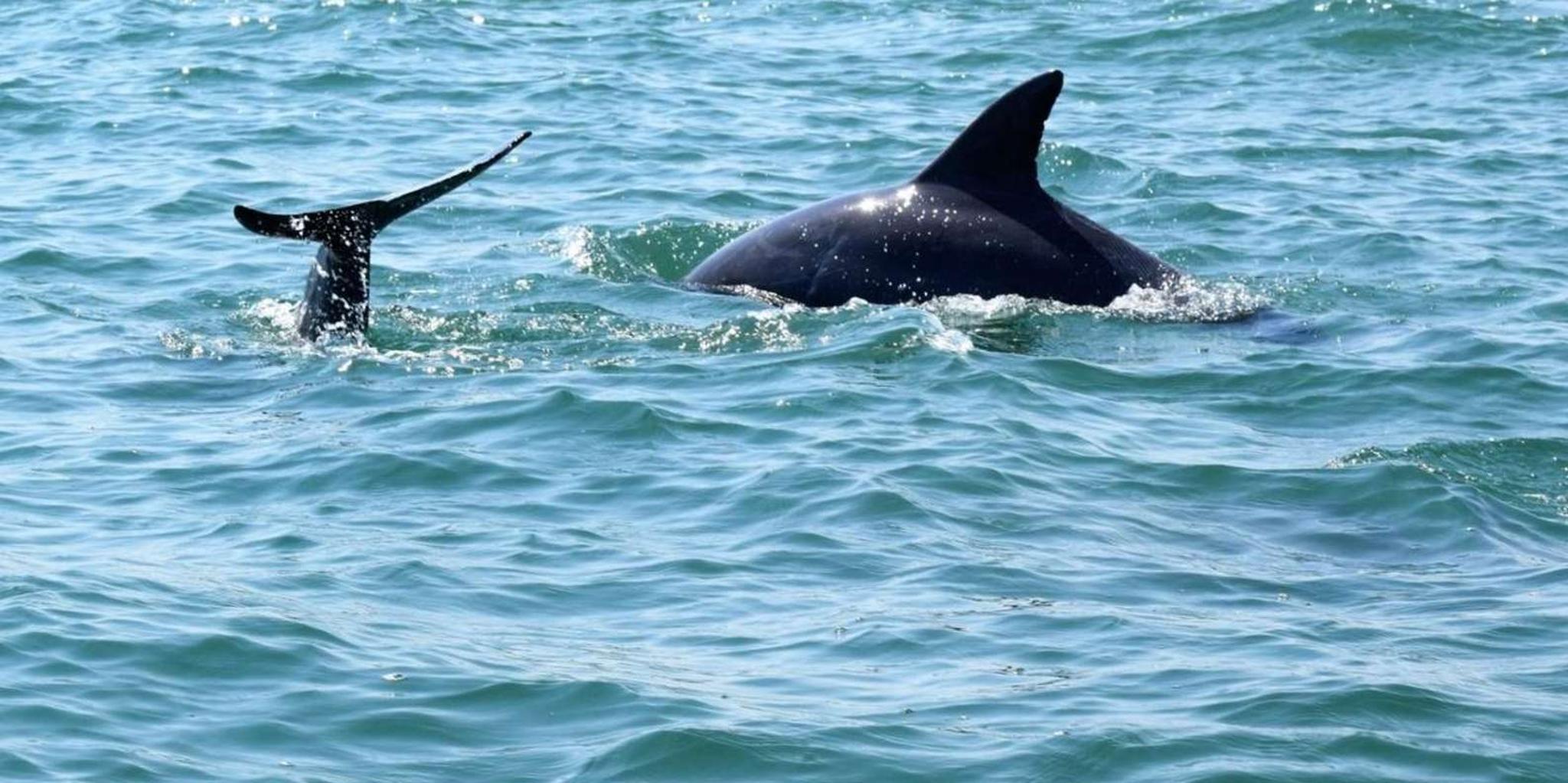 Myrtle Beach Dolphin Cruise on the Sea Thunder - Image 3
