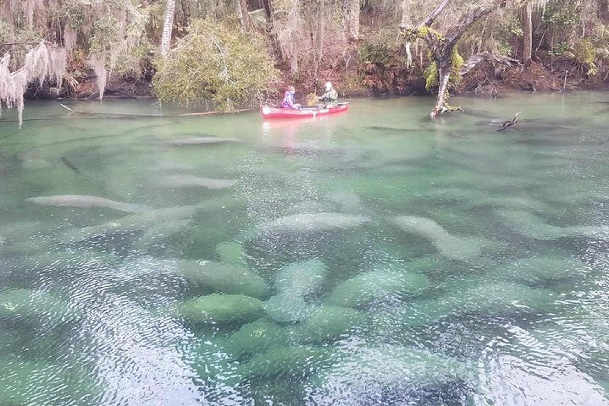 Orlando Manatee Kayak Encounter