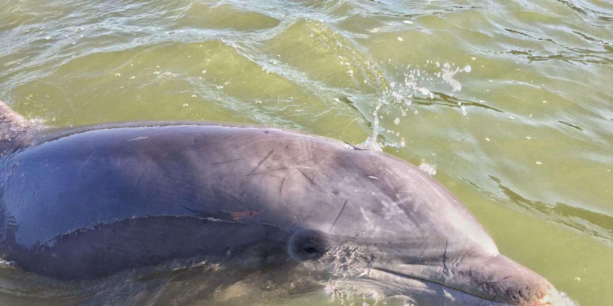Hilton Head Dolphin Tour with Sunset & Fireworks - Image 3