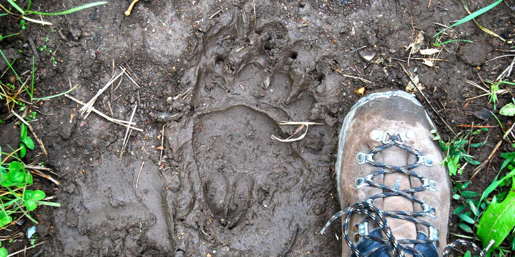 Glacier National Park Nature Walk - Image 2
