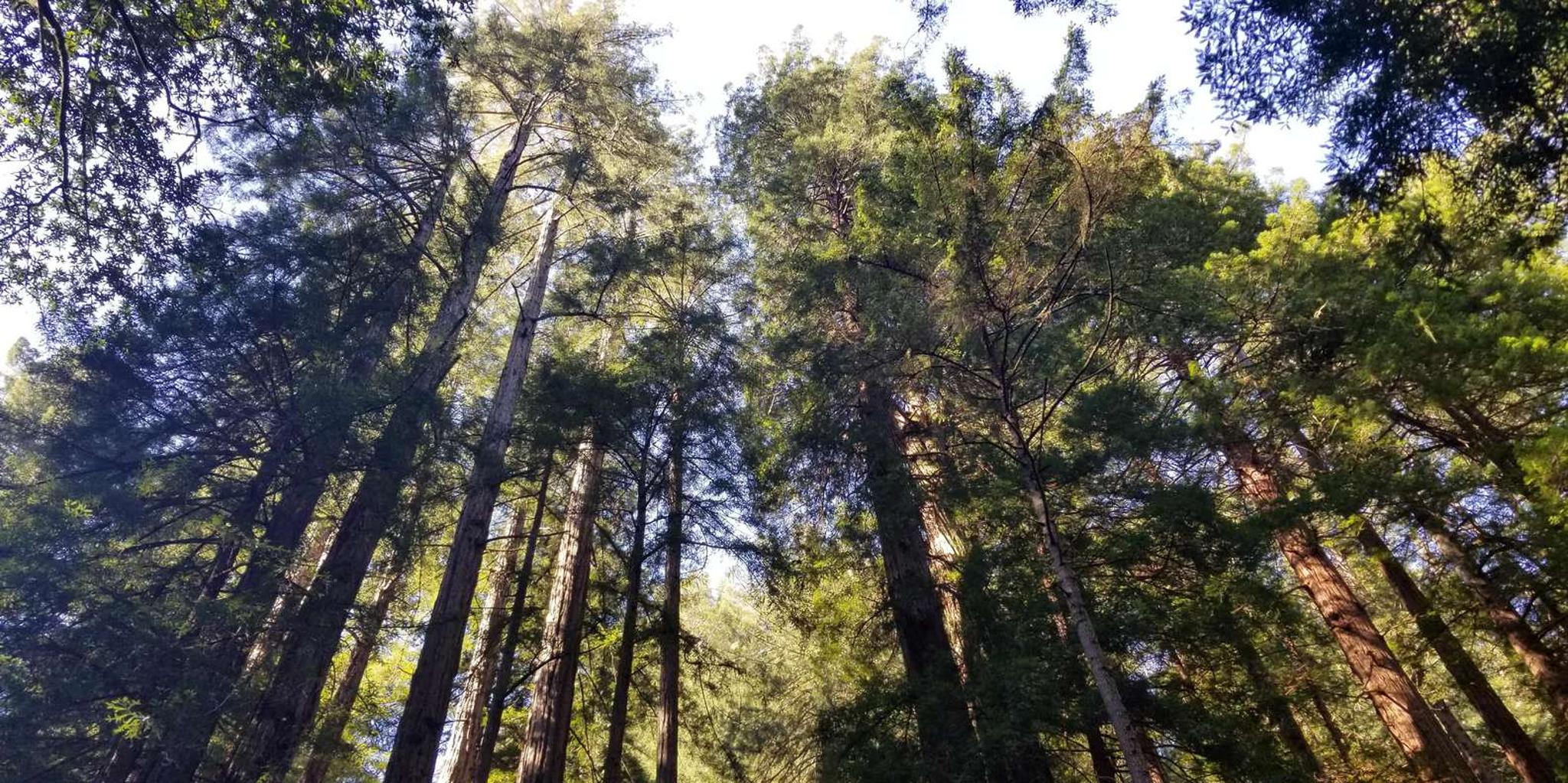San Francisco Muir Woods and Sausalito Tour with Ferry - Image 5