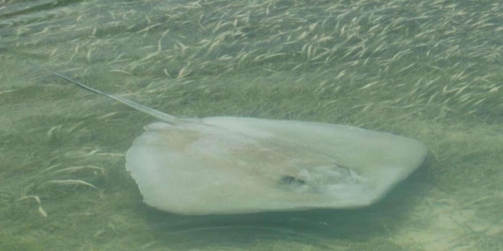 Key West Shark and Wildlife Catamaran Tour - Image 6