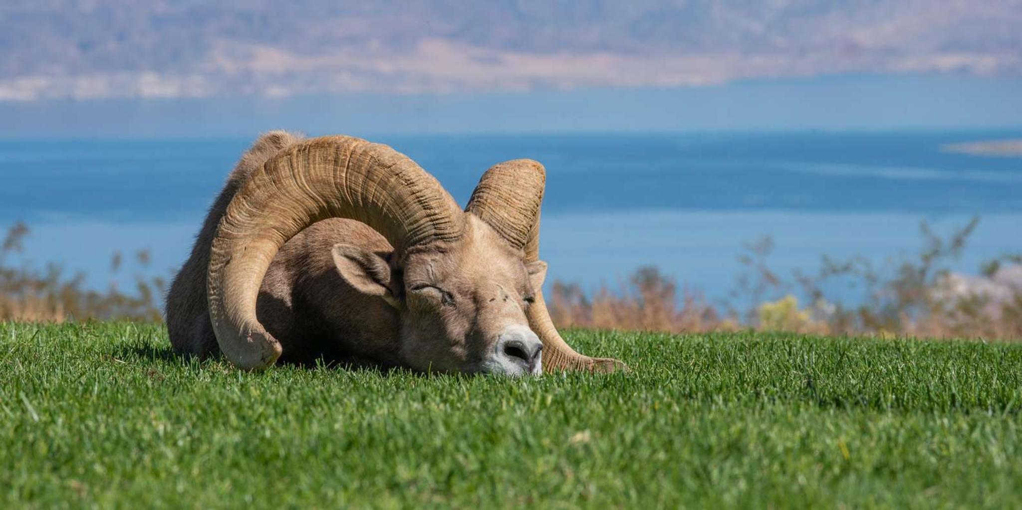 Las Vegas Lake Mead Wildlife and Seven Magic Mountains Tour