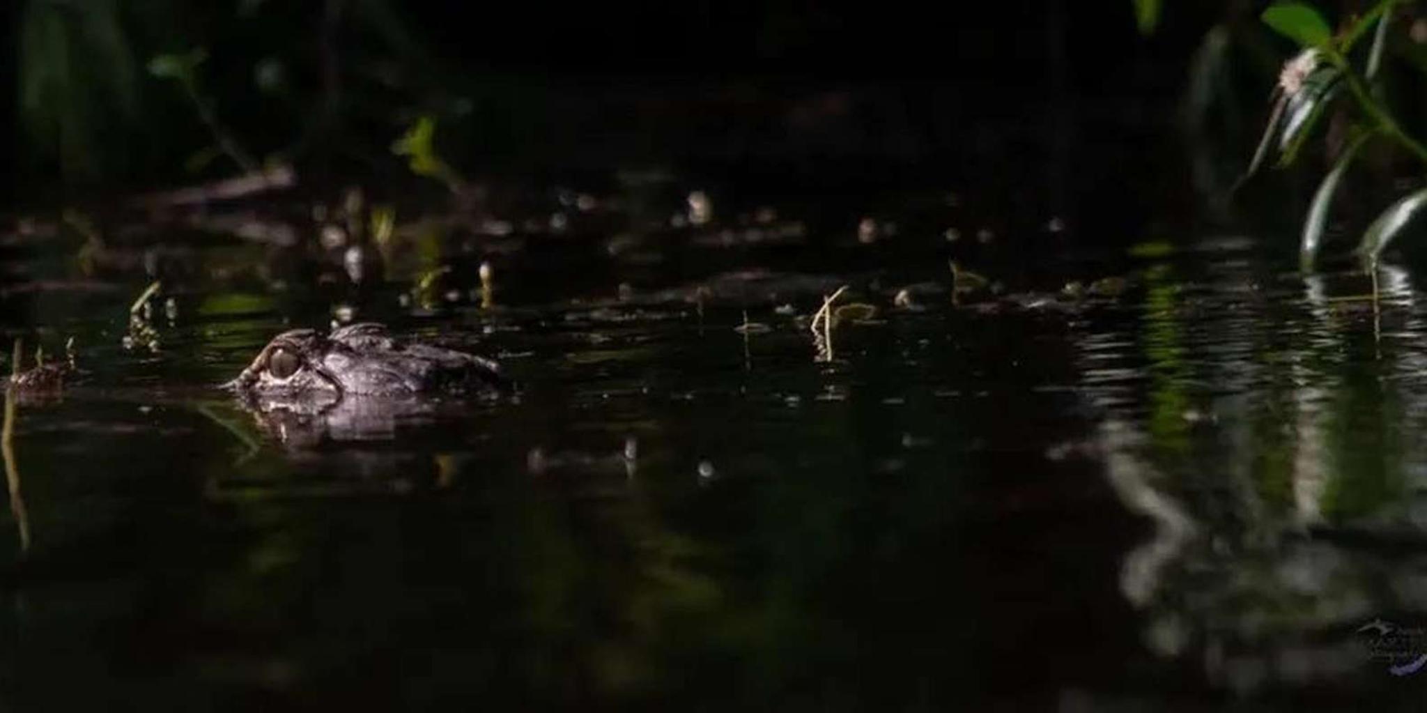 New Orleans Swamp Eco Tour with Local Guide 2 hr - Image 5