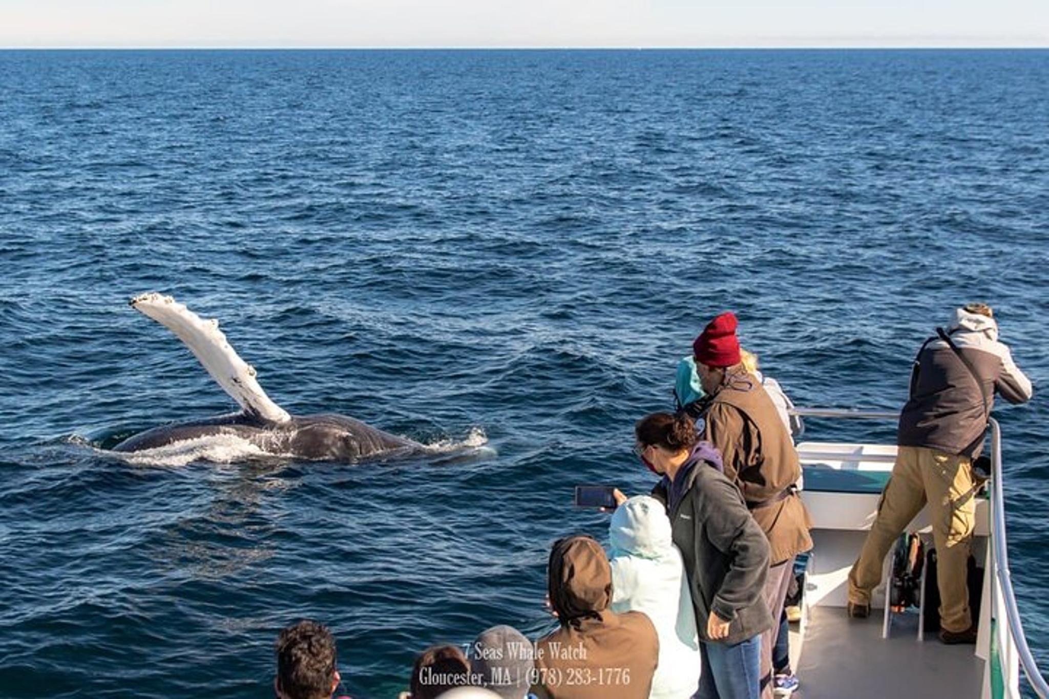 Gloucester Whale Watching Tour to Stellwagen Bank - Image 4