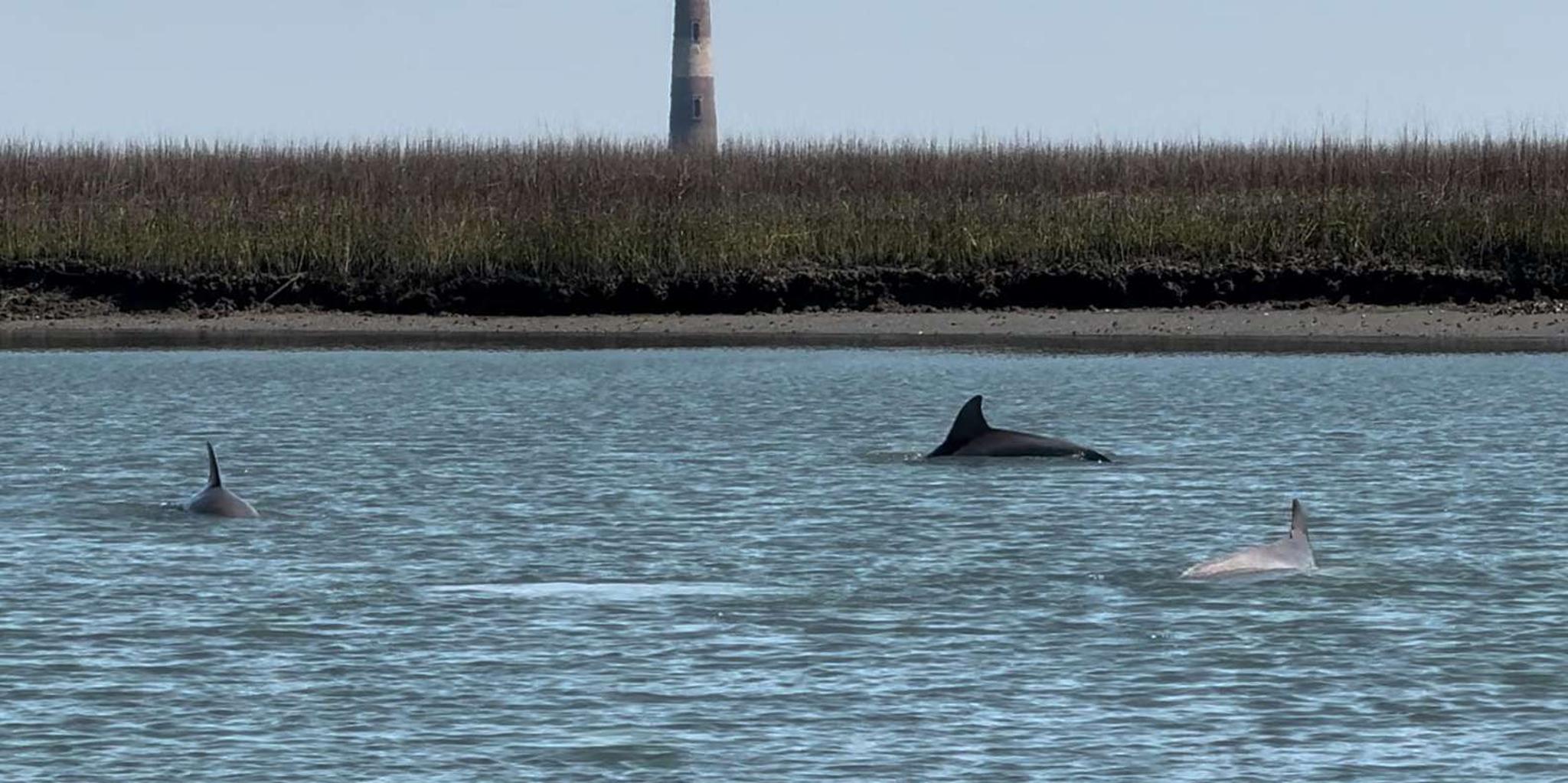 Charleston Sunset & Dolphin Cruise - Image 6