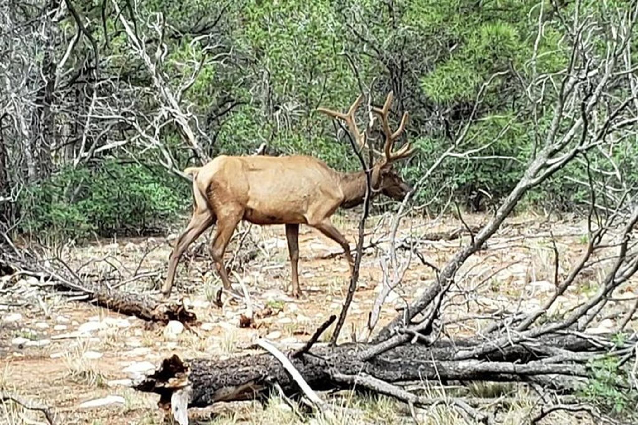 Williams Grand Canyon Sightseeing Tour - Image 4