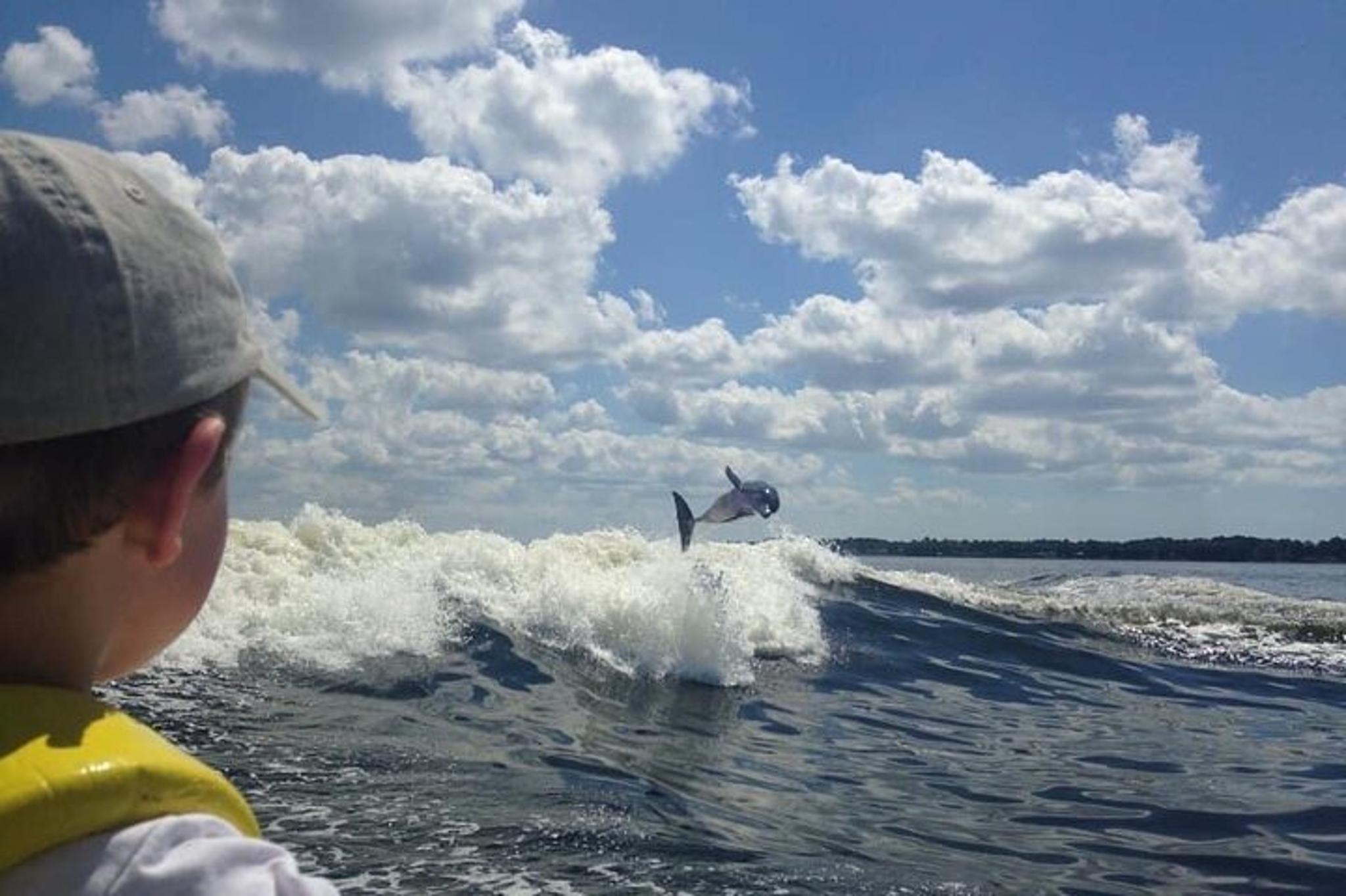 Orange Beach Dolphin Watching Cruise