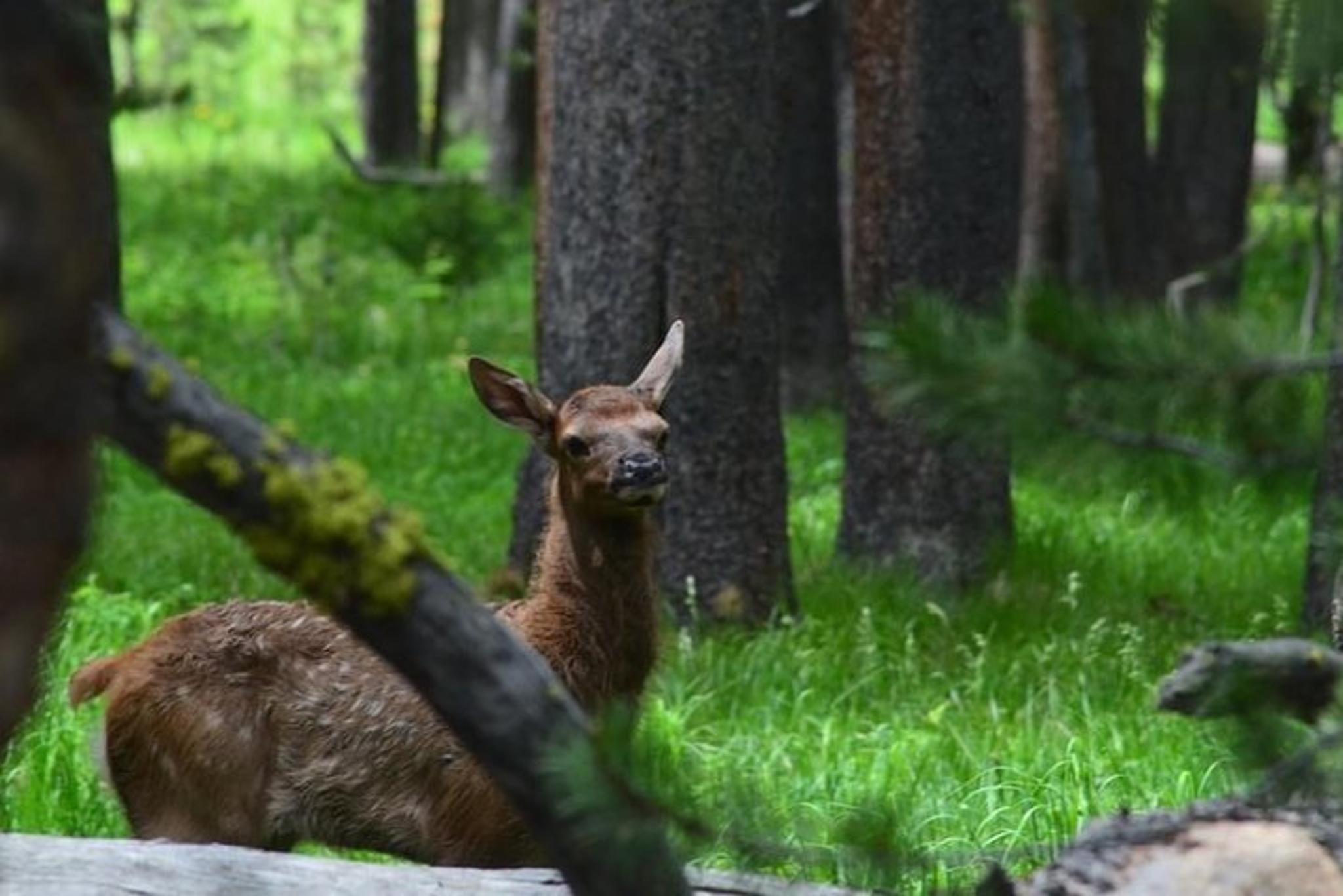Yellowstone Private Day Tour in Lamar Valley - Image 3