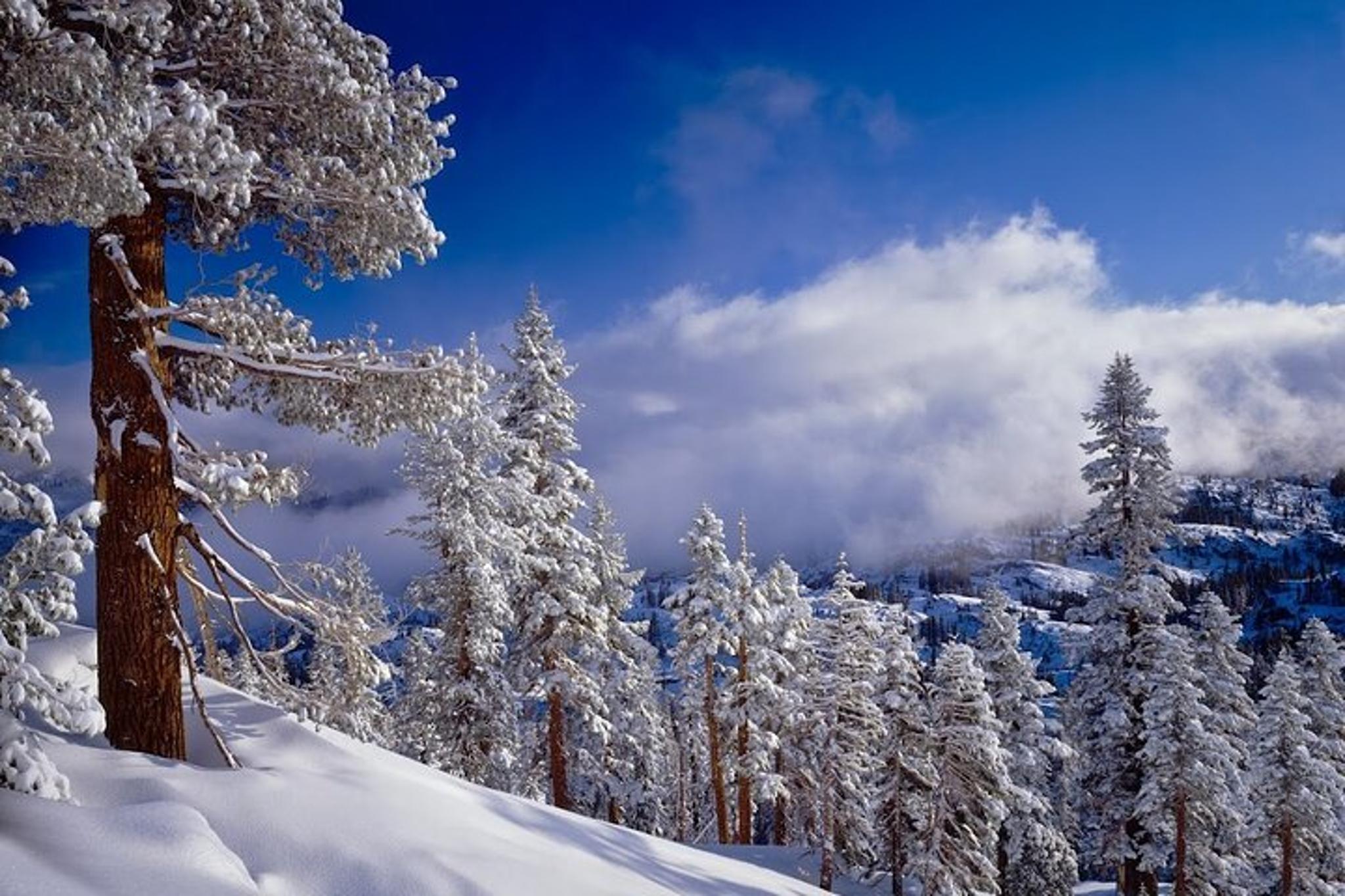 Lake Tahoe Snowshoe Tour - Image 6