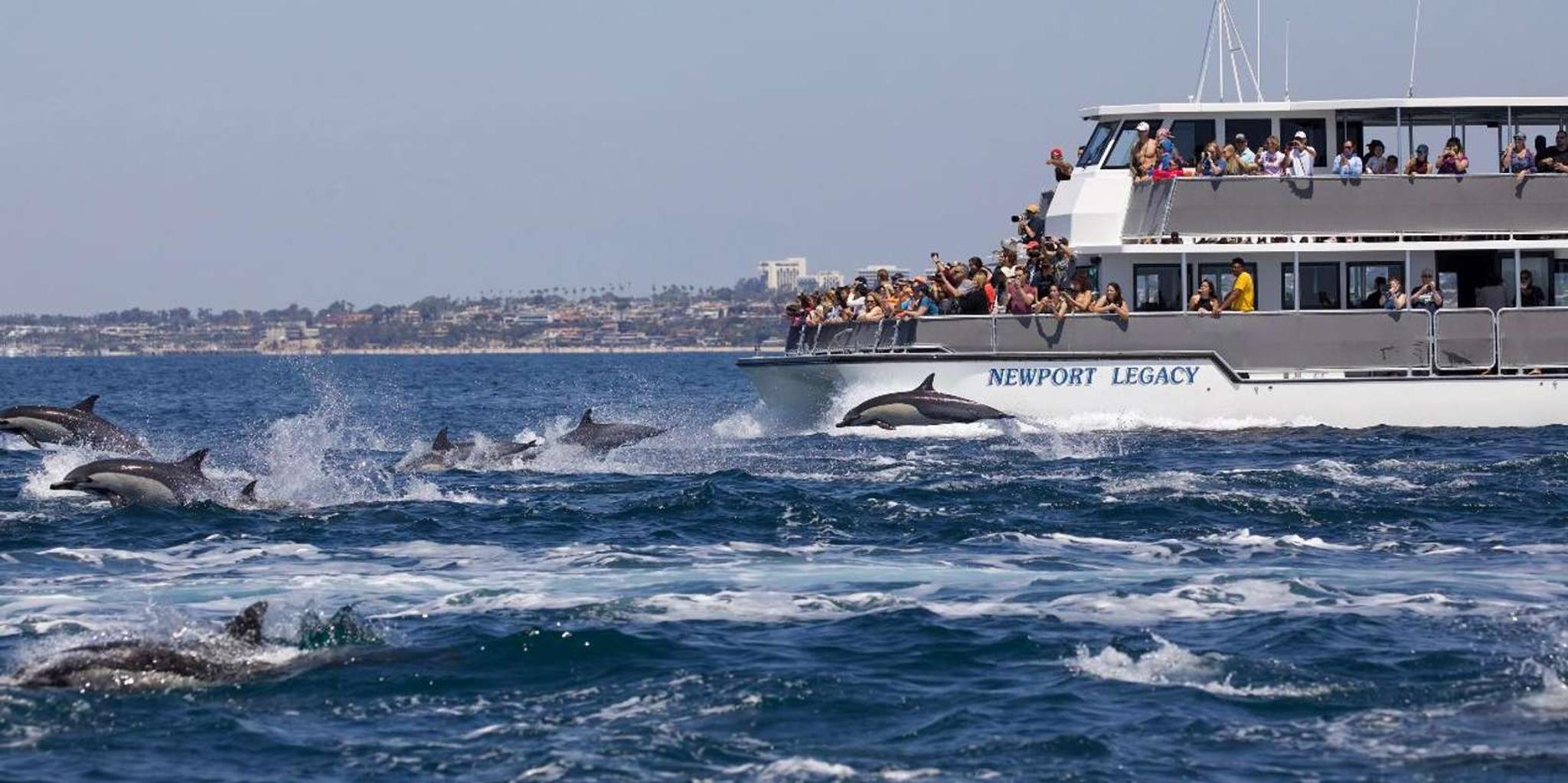 Newport Beach Dolphin and Whale Watching Tour