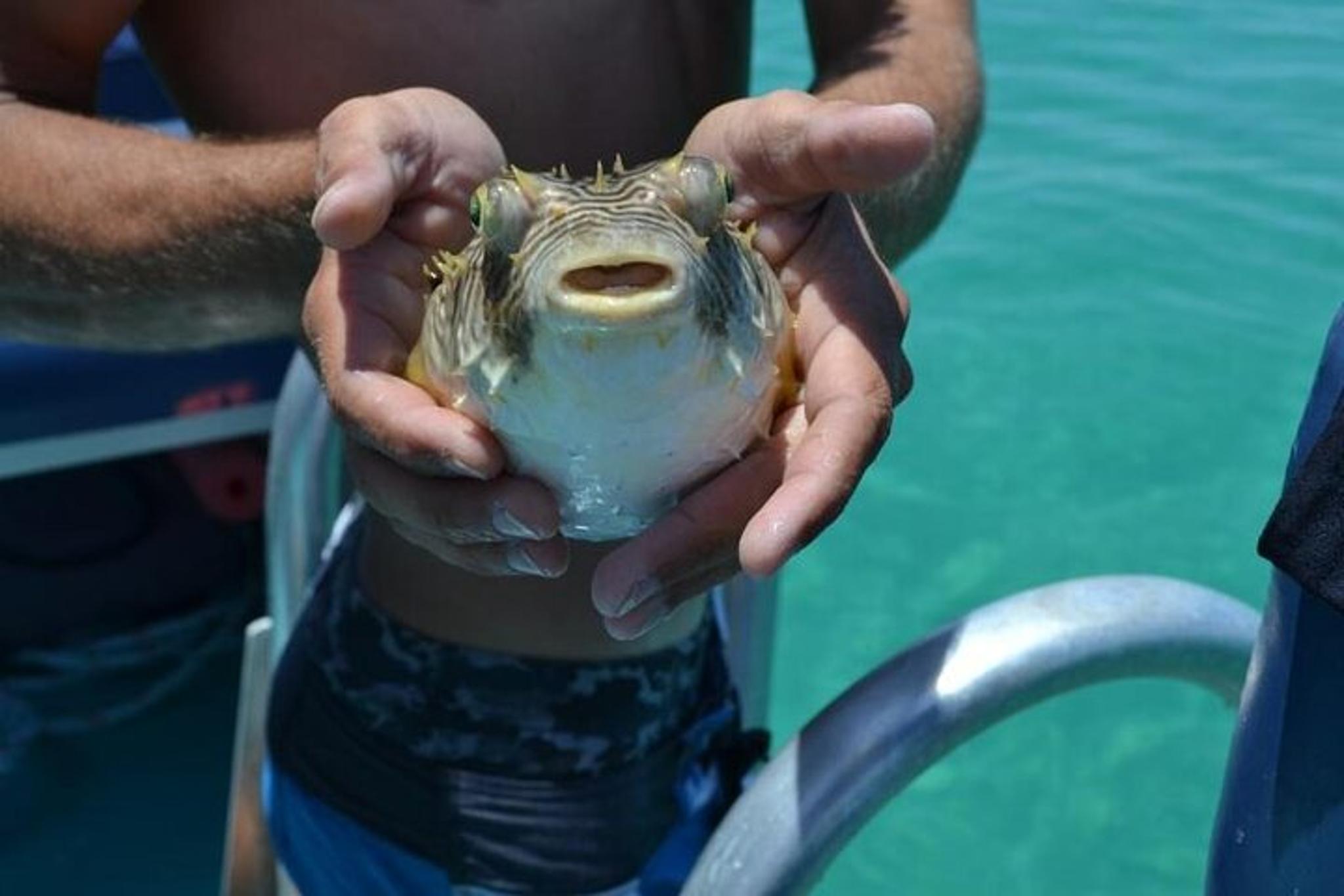 Panama City Dolphin and Snorkeling Tour - Image 2