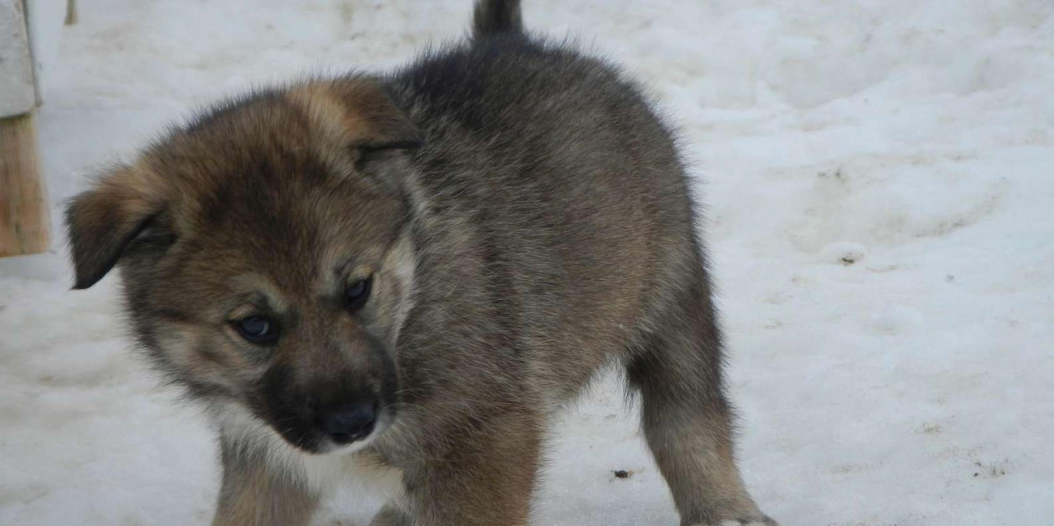 Juneau Helicopter Dogsledding on Herbert Glacier - Image 4