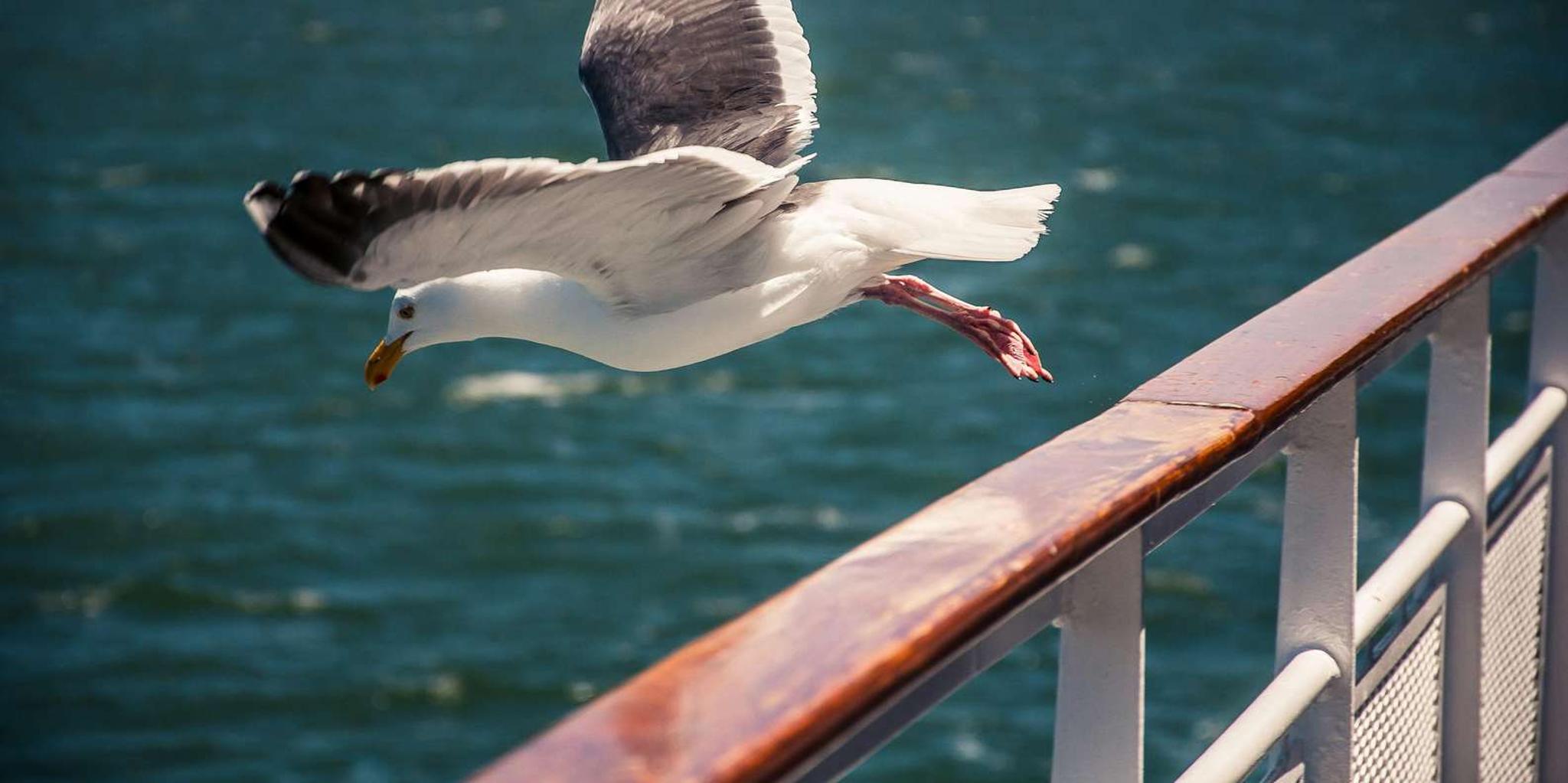 New York City Governors Island Ferry Tour - Image 5