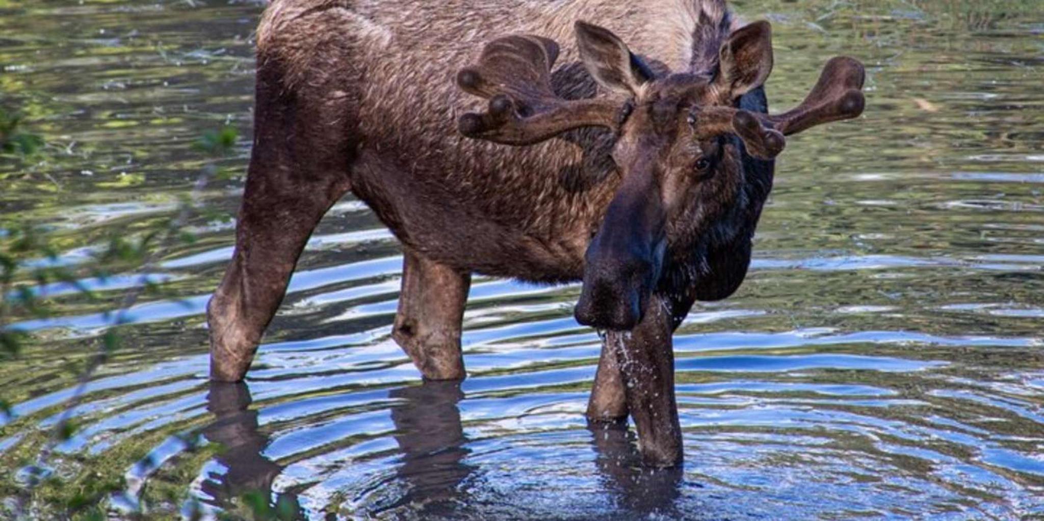 Anchorage Wildlife Tour and Cruise Transfer - Image 1