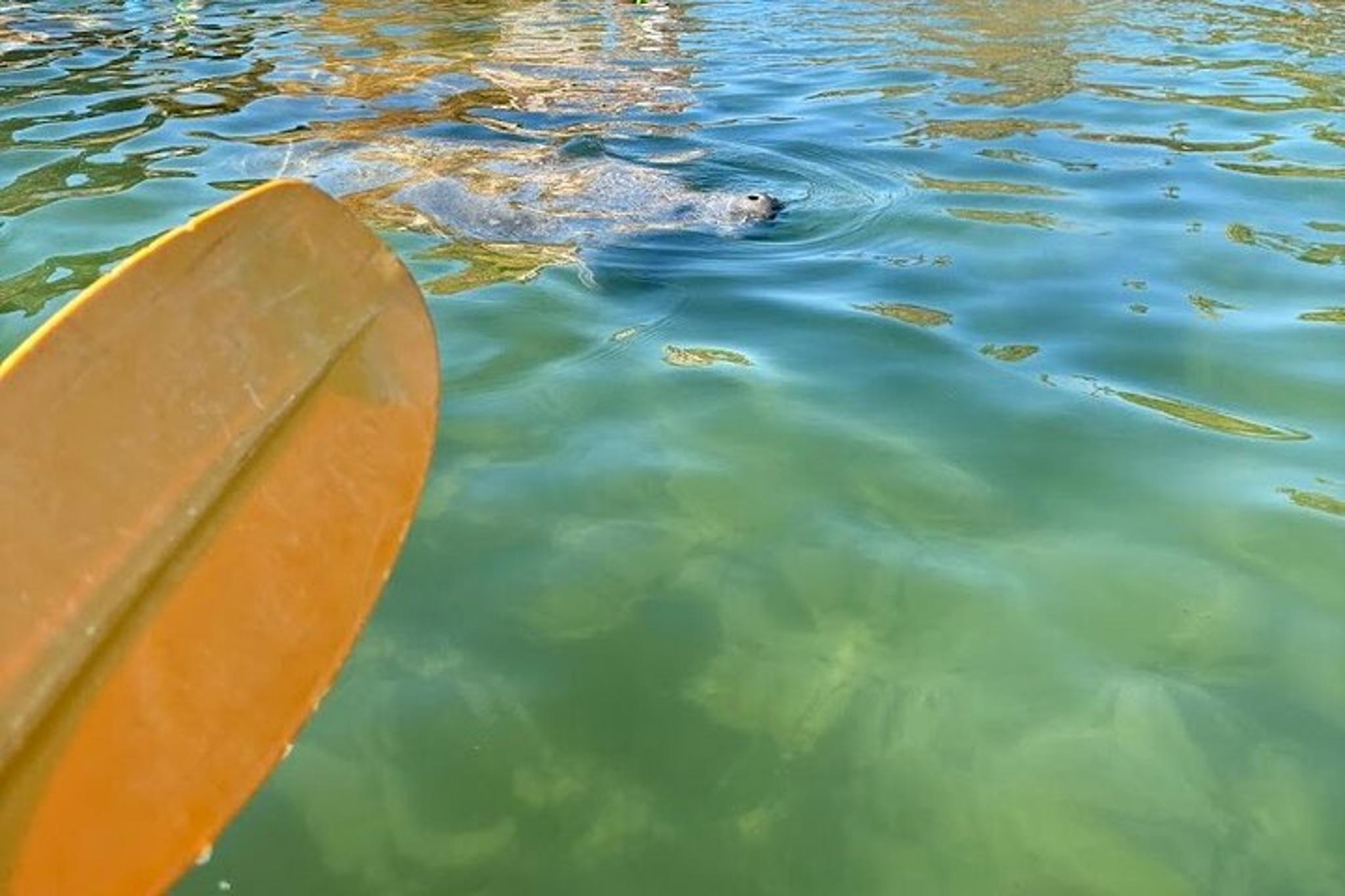 Crystal River Tandem Kayak Rental with Manatees 2 hr - Image 2