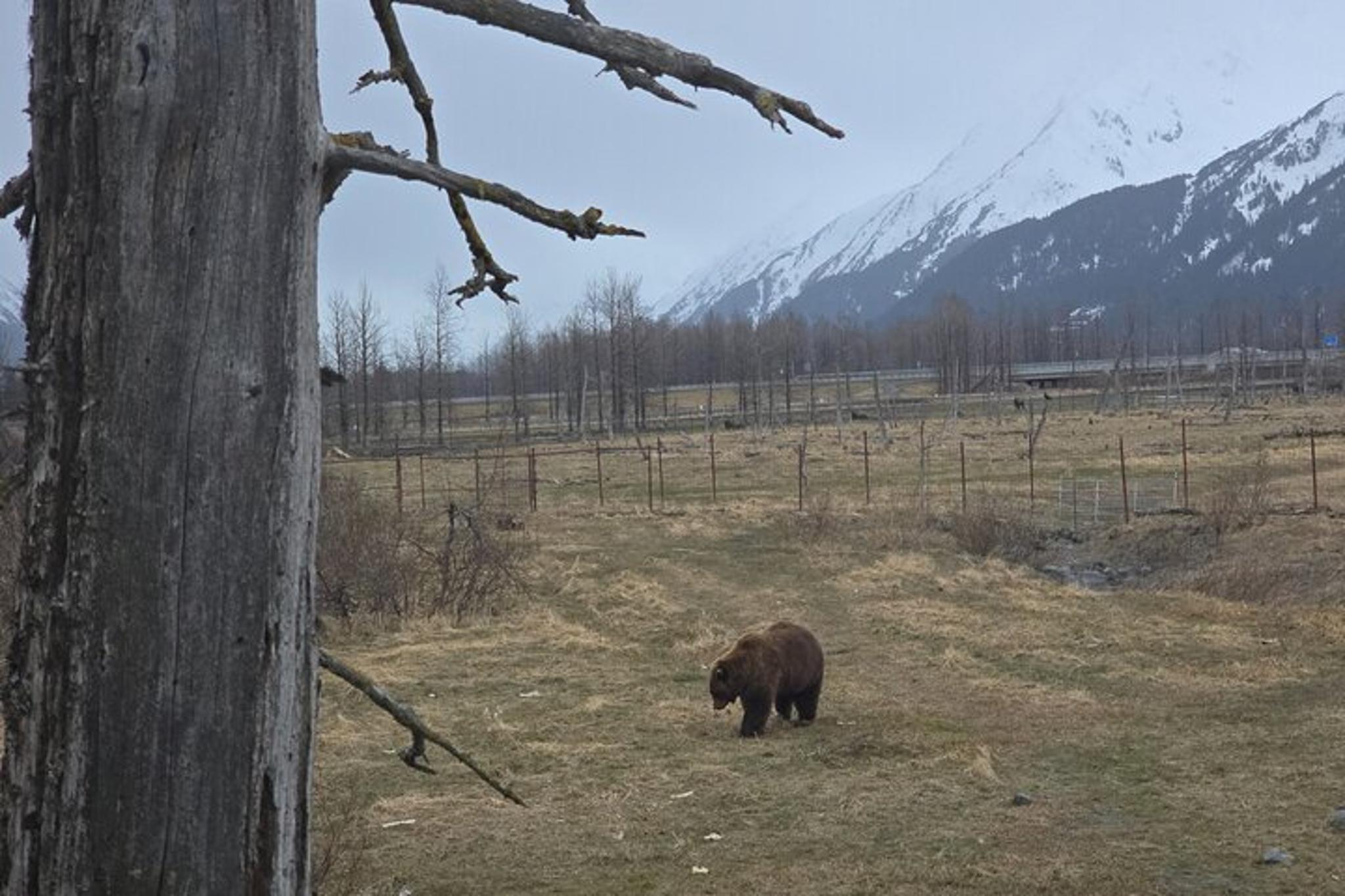 Whittier Cruise Shuttle Tour - Image 6