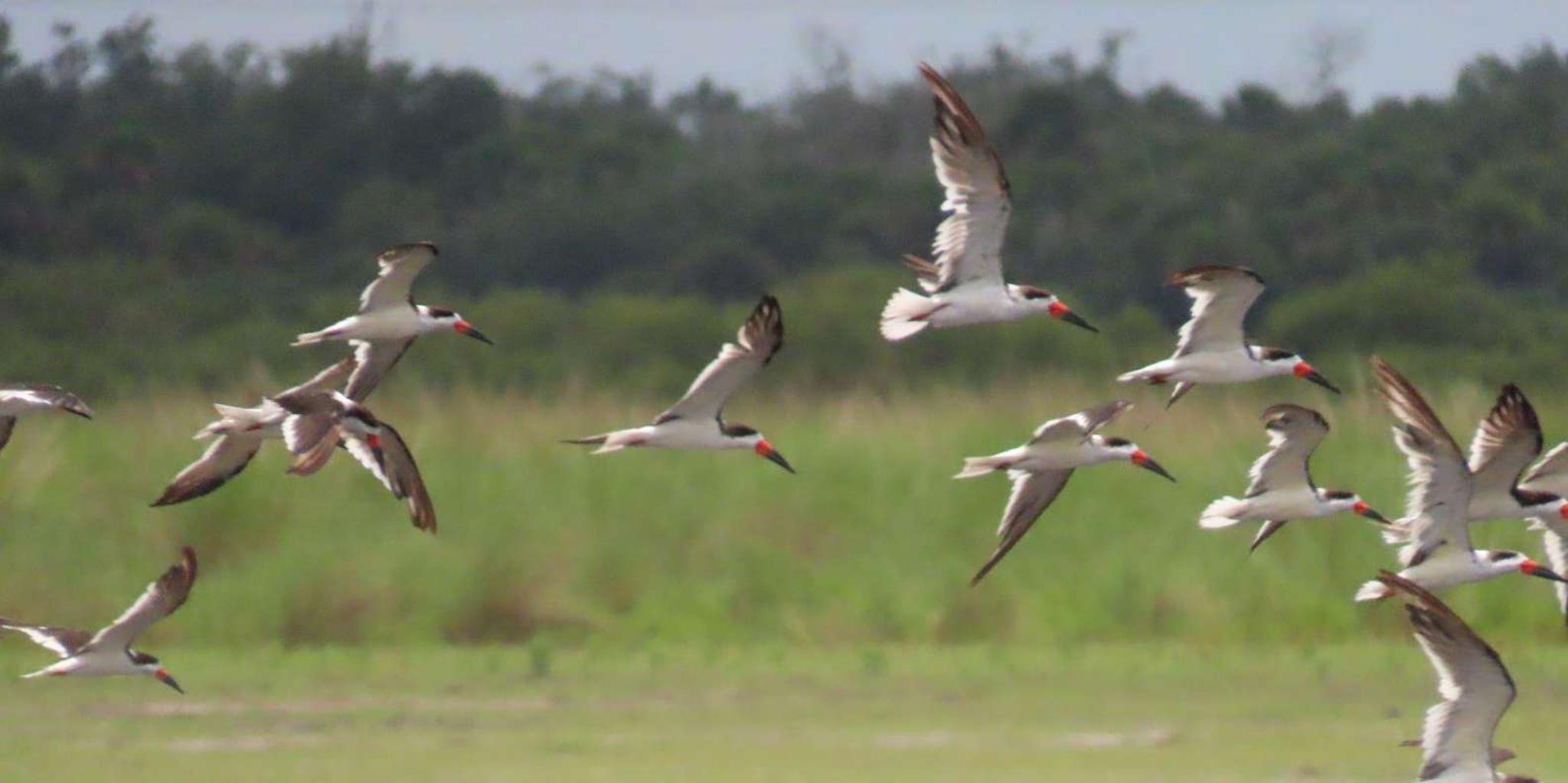 Cape Canaveral Airboat Wildlife Tour with Gator Encounter 3.5 hr - Image 2